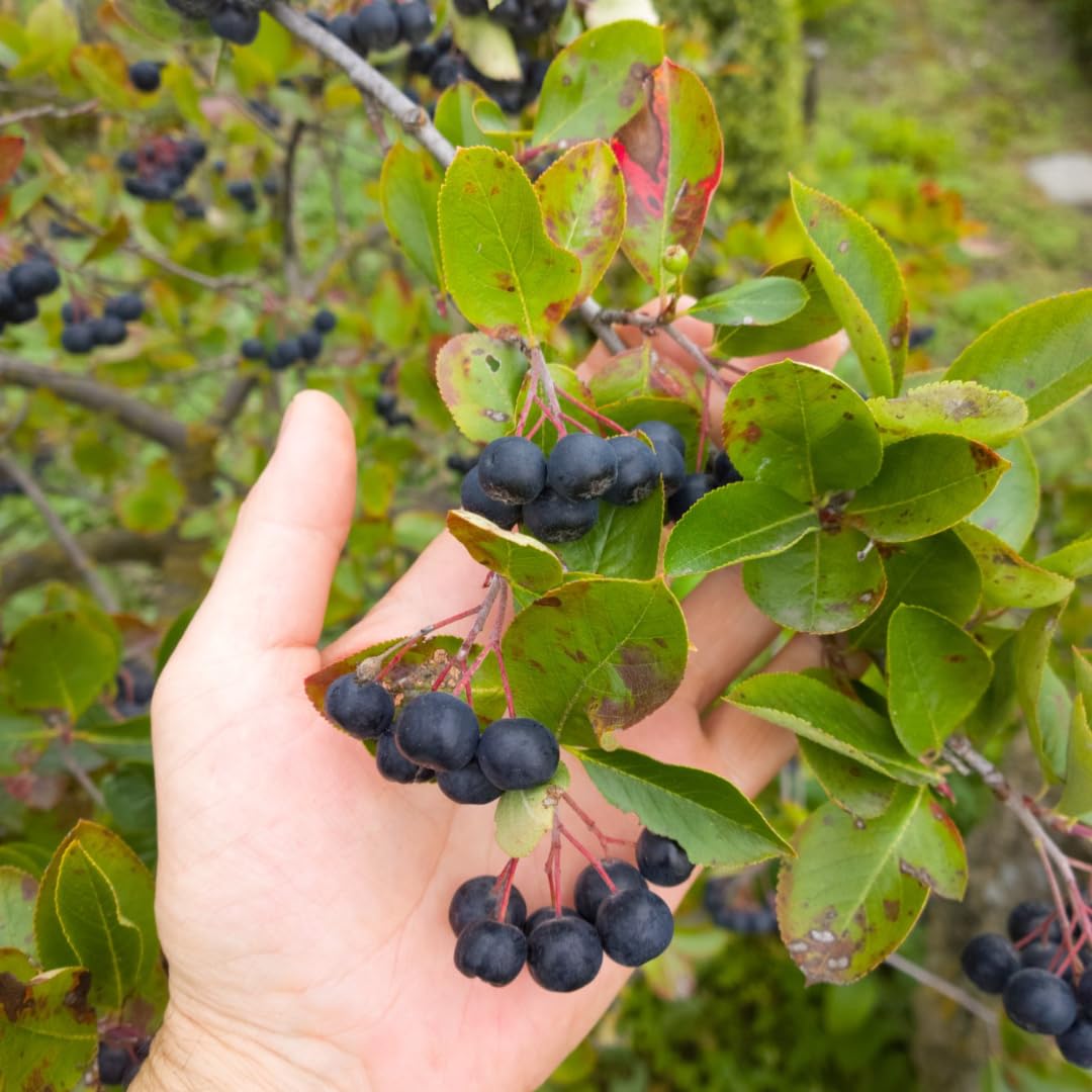 1 Year Old Black Chokeberry Live Plant 1-2 Feet Tall, Dormant, Cold Hardy Aronia Berry Bush for Orchard Landscaping, Chokecherry Plant Like