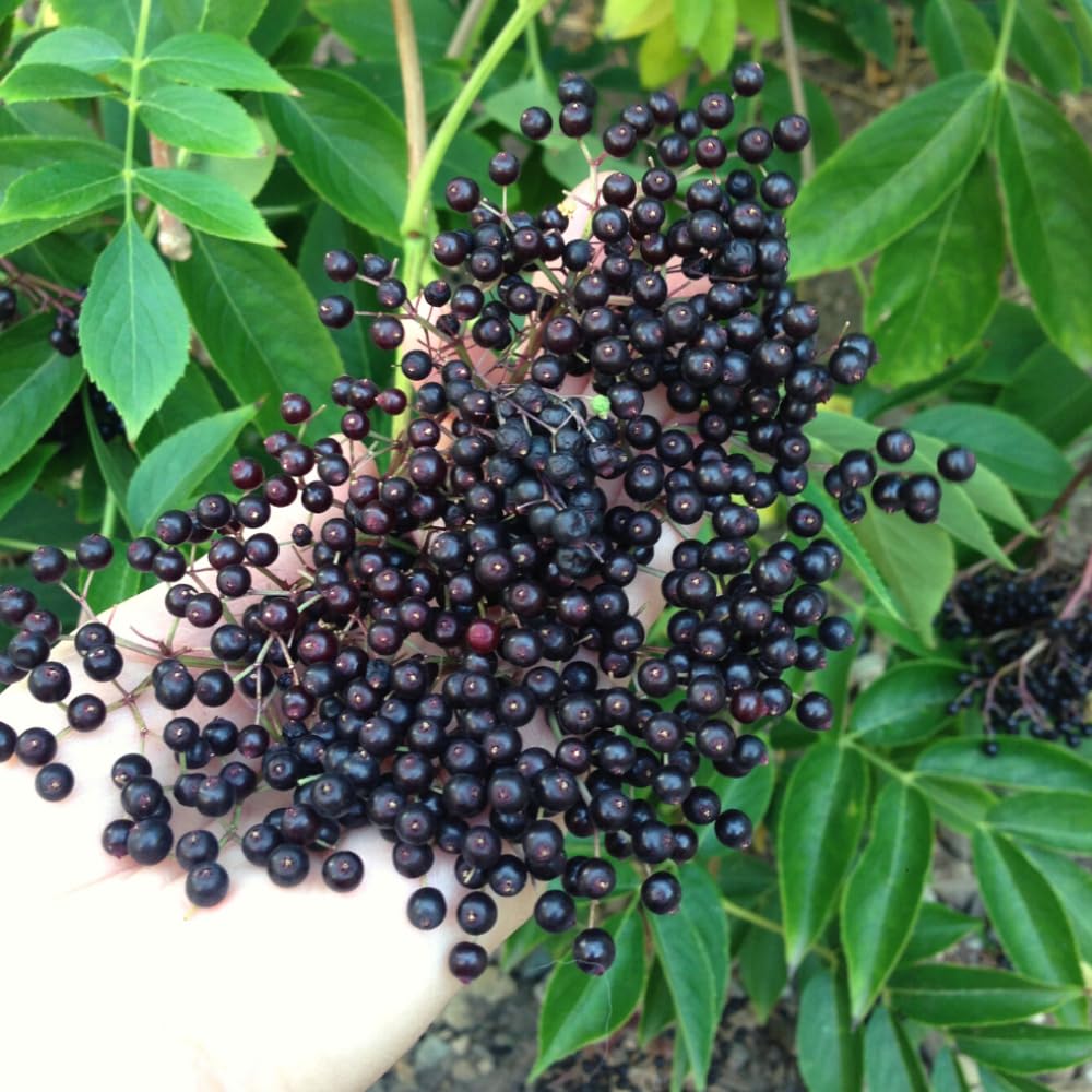 Elderberry Plant Live, 6-12" Height, Hardy Perennial Black Elderberry Bush for Outdoor Planting, in Pot