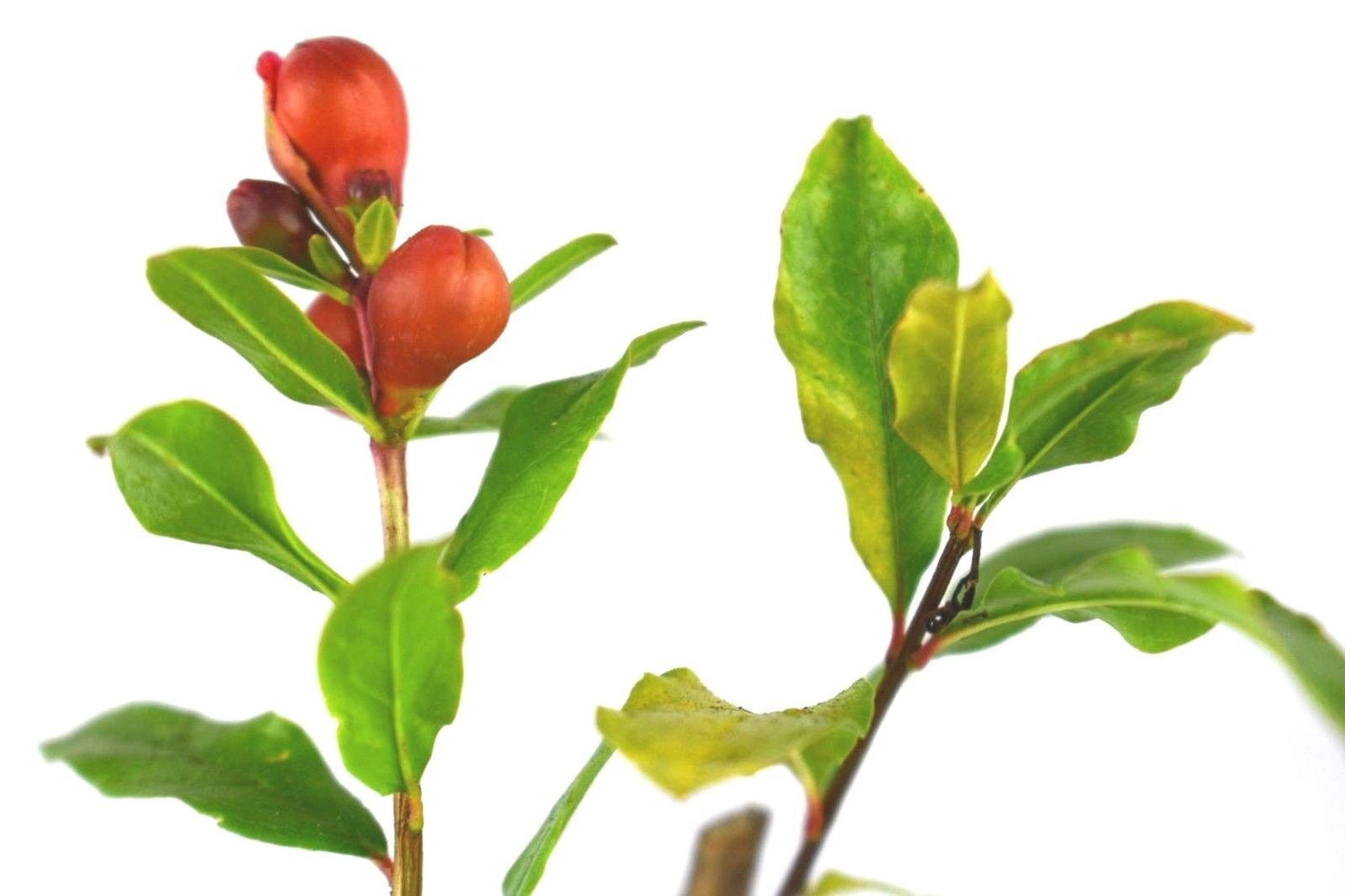 Wonderful Pomegranate Now DORMANT Live Plant Potted 5-8 Inch Tall Granada