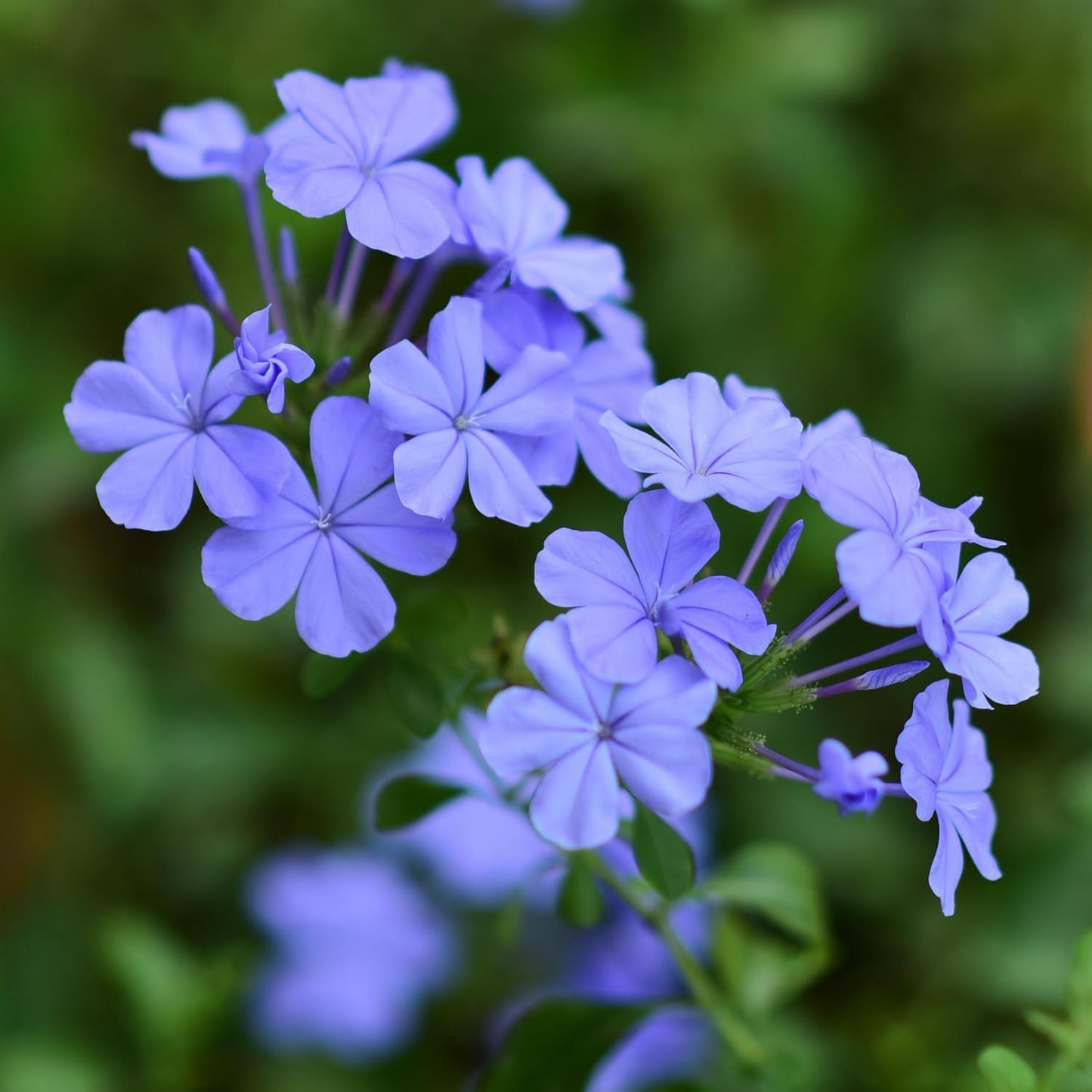 2 Blue Plumbago Live Plants, 4-8'' Tall Blue Plumbago Plant Vine Shrub for Planting, Vibrant Flowering Starter Plant for Garden or Containers, Well Rooted to Grow