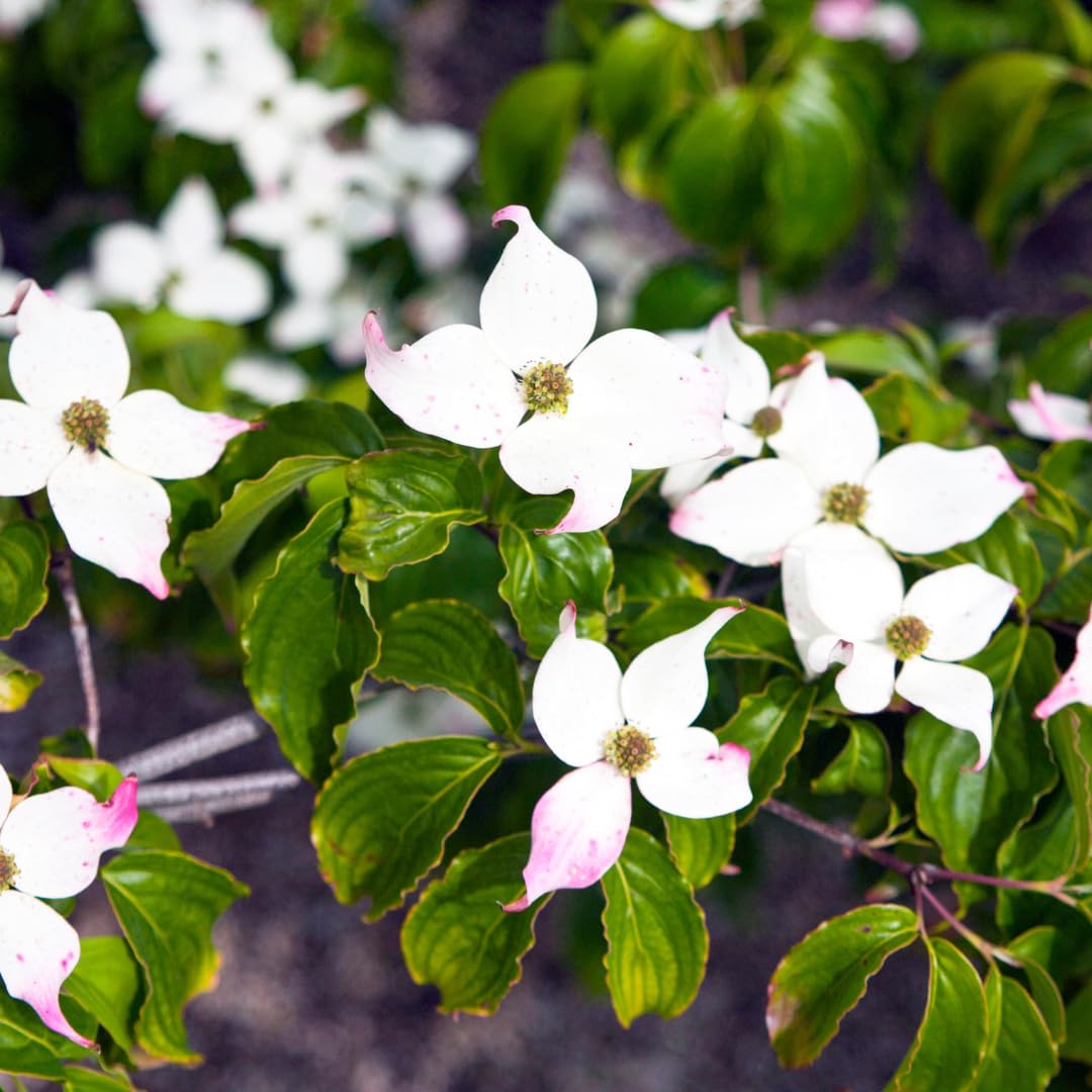 Potted White Kousa Flowering Dogwood Trees Live Plants Shrubs, 6-12" Tall Dogwood Tree Bush Flower Shrub for Planting Outdoor