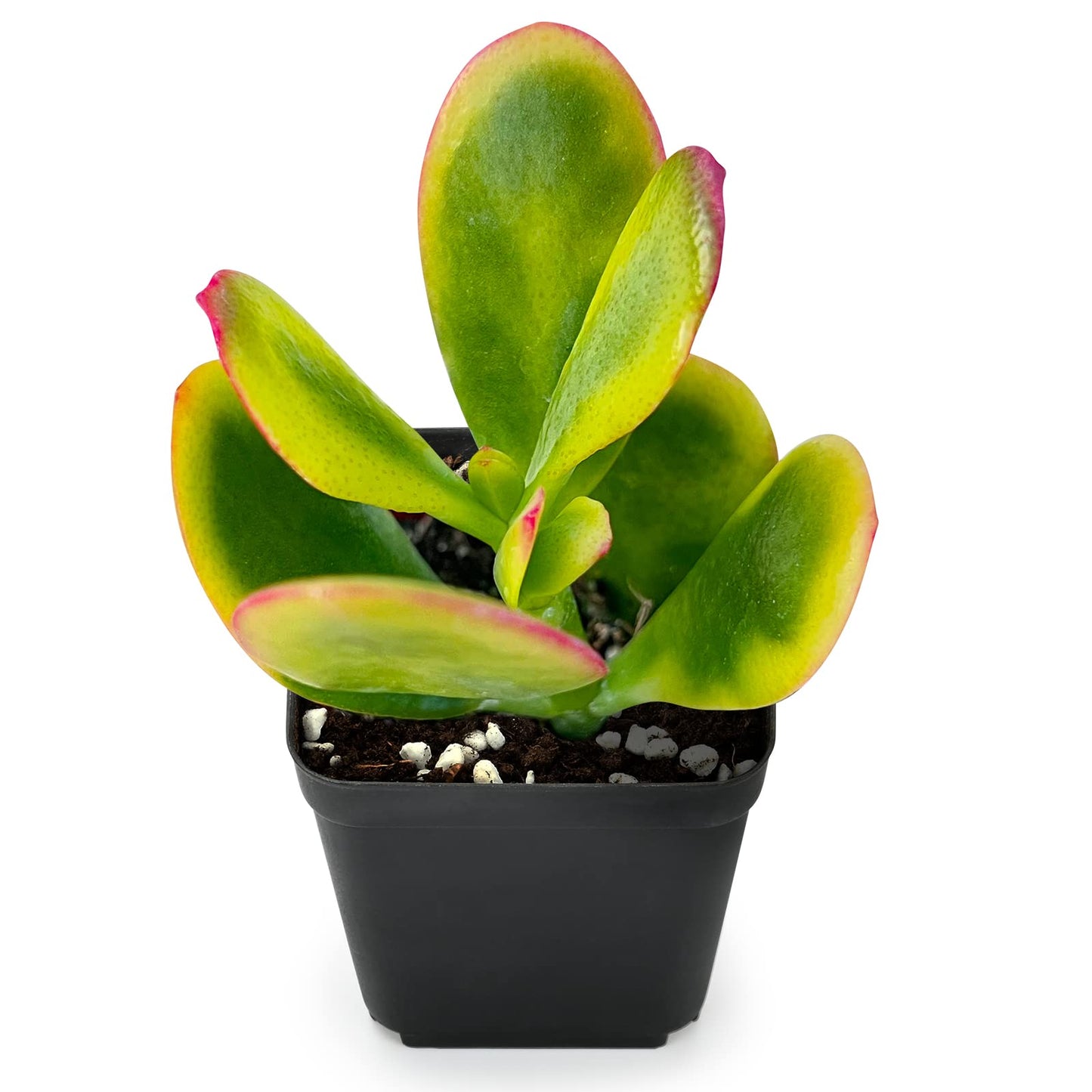 Sprout N Green Jade Succulent Collection, 4 Live Succulent Plant Fully Rooted in 2inch Starter Pot, Home Office Indoor Outdoor Wedding Decoration DIY Projects Party Favor