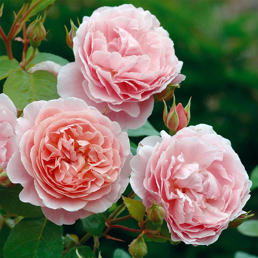David Austin Rose Bush by Heirloom Roses - Strawberry Hill® Pink Very Fragrant English Climbing Rose Live Plants for Outdoor Garden