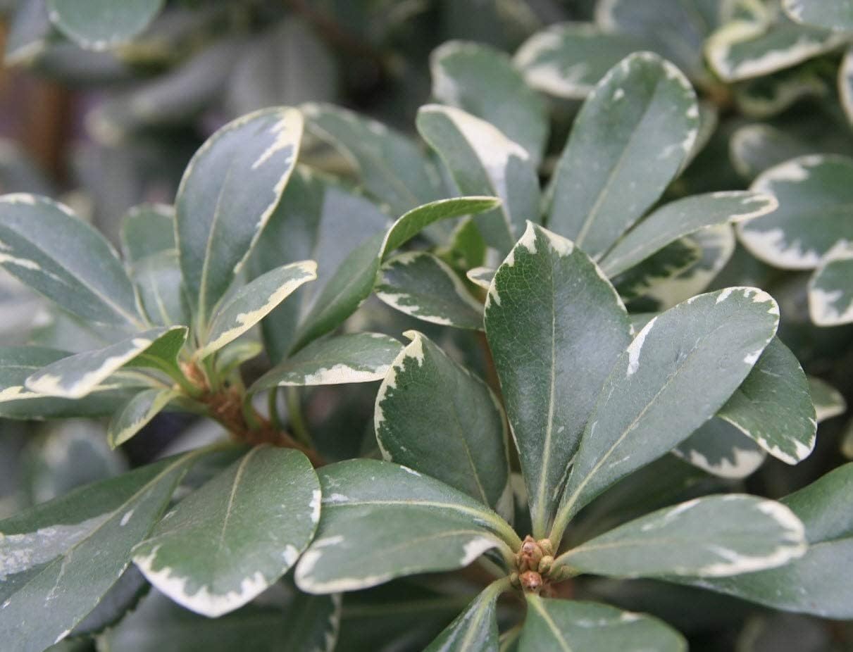 Variegated Pittosporum | 3 Live Plants | Pittosporum Tobria Variegatum | Evergreen Border Accent Hedge Shrub