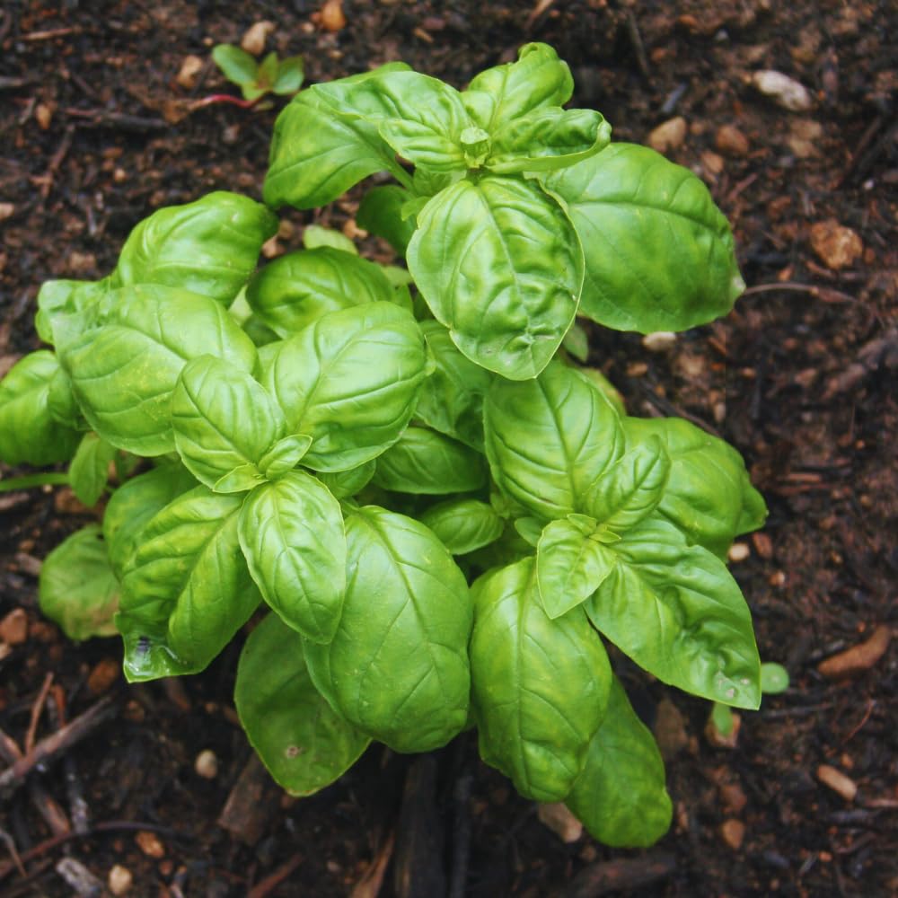 2 Sweet Basil Plants, 4 Inc Pot, Herb Plant Live Planting