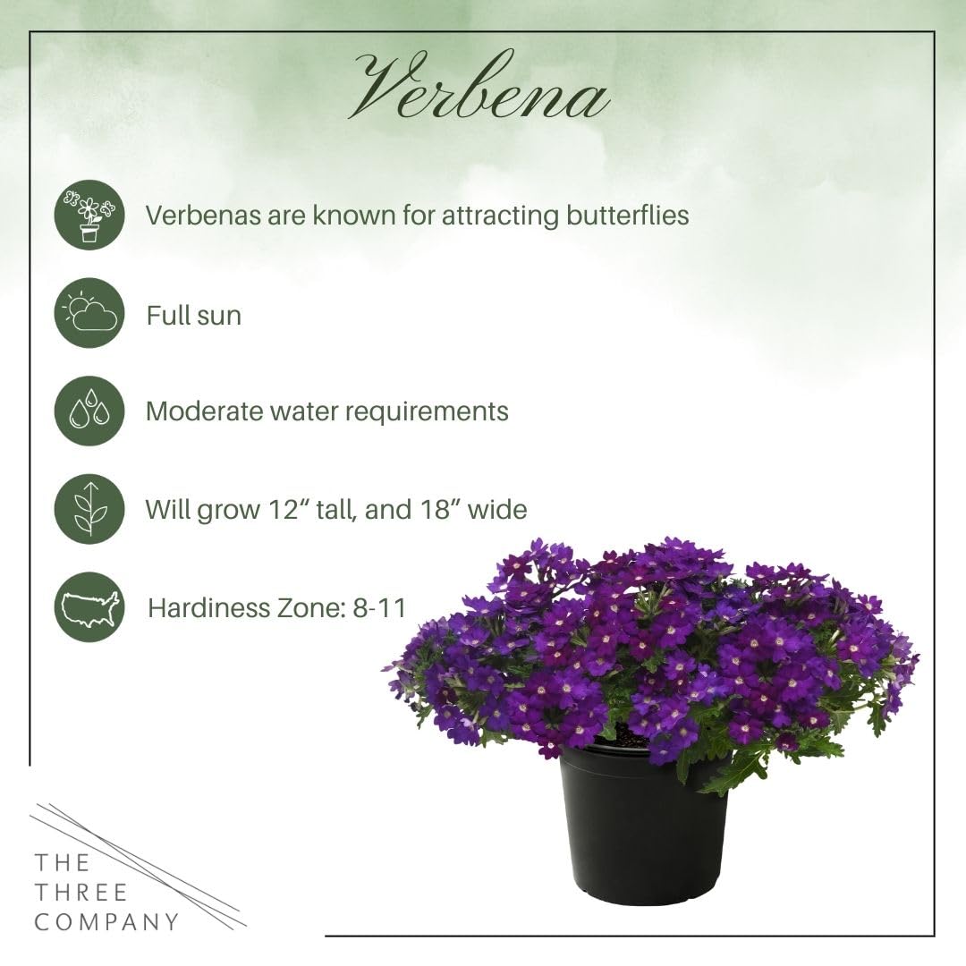 Live Flowering Verbena - Popping Purple (2 Plants Per Pack) - Healthy Flowering Plant - Beautiful Spring Color - 10" Tall by 5" Wide in 1Qt Pot