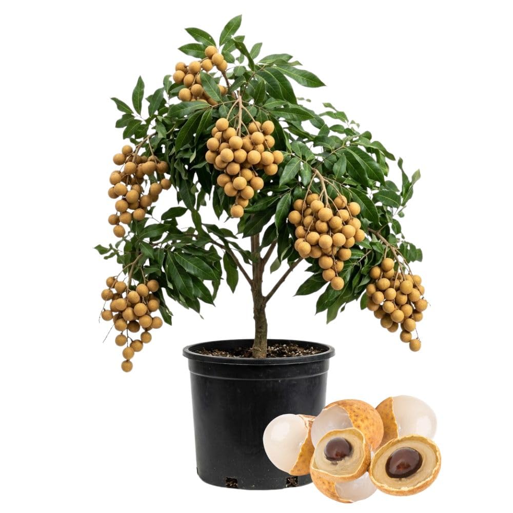 Longan Tree Live Plant 3 Gallon 2-3 Ft Tall, Live Tropical Fruit Plant, Sweet Longan Fruit Tree for Outdoor Growing, No Ship to CA