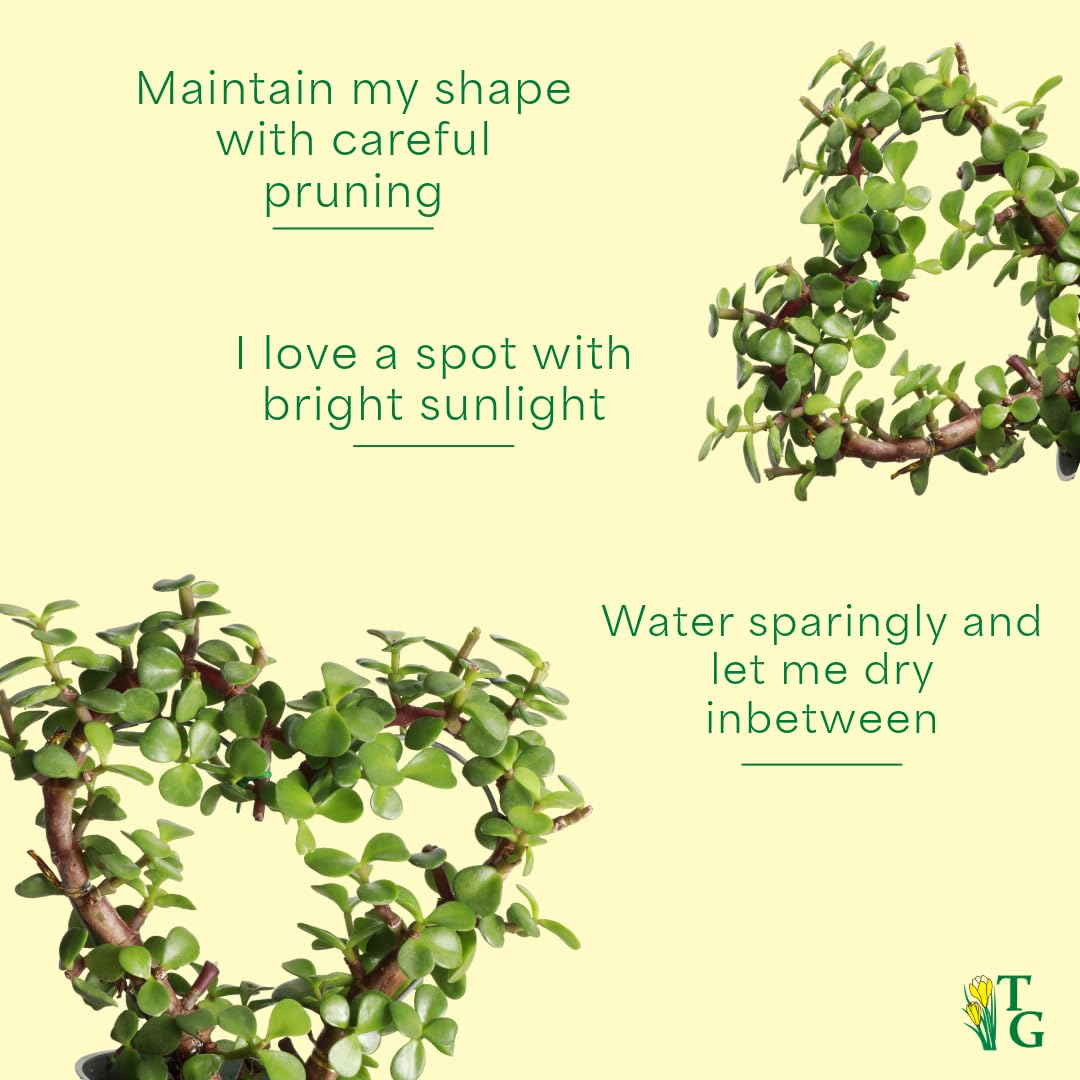 Thorsen's Greenhouse, Heart-Shaped Jade Bonsai Plant, Live Indoor Plant, Gift, Succulent Plant, 4-inch Diameter Pot (Lavender)