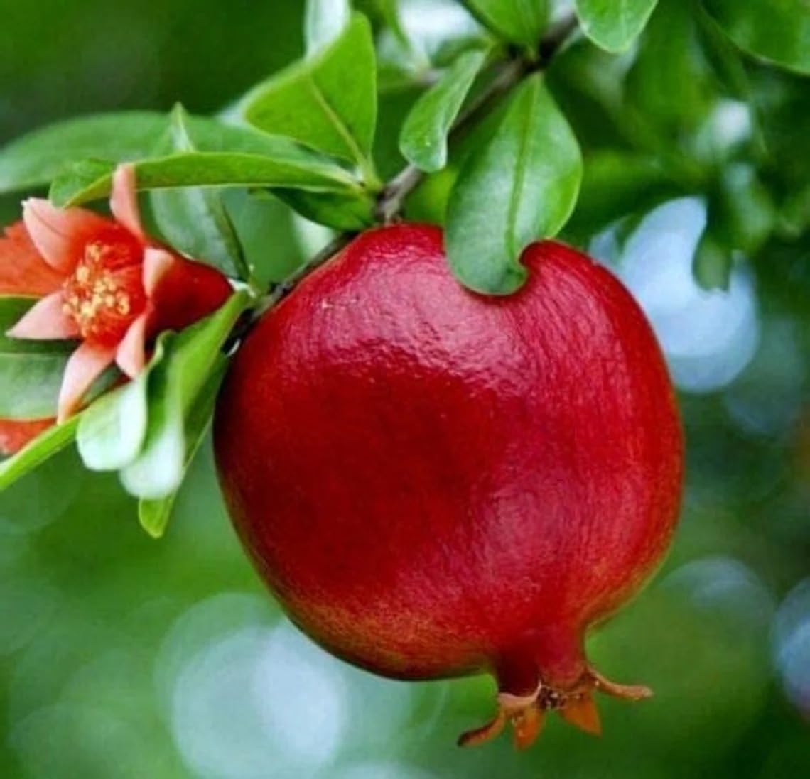 1 Wonderful Pomegranate Live Starter Plant - Self-Pollinating Punica Granatum Fruit Tree for Warm Climates