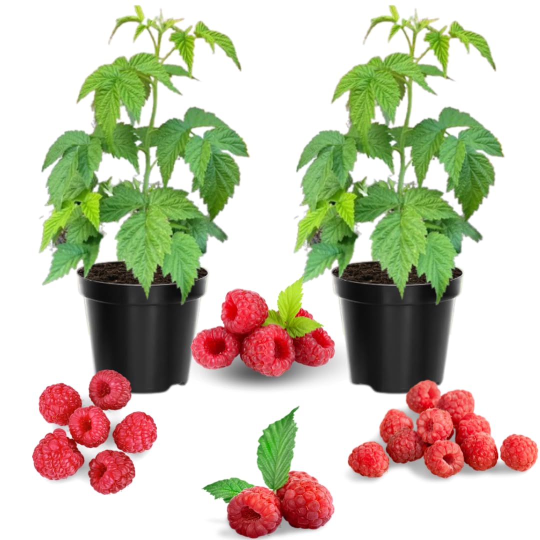 2 Raspberry Plants Live for Planting Outdoor, Raspberry Bushes Live Plant 5 to 10 Inches Height, Edible Berries Plants (Caroline Red Raspberry)