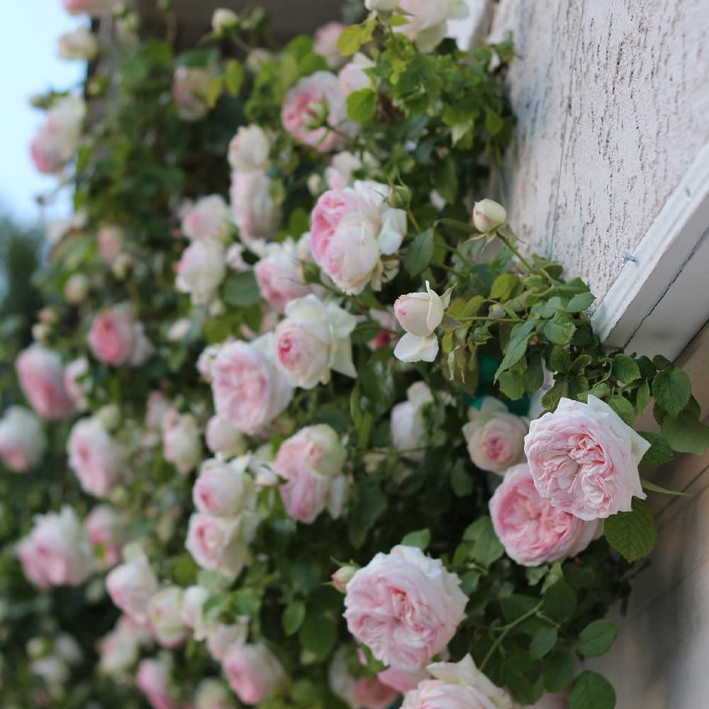 Heirloom Climbing Roses, Live Own Root Plant for Outdoor Garden, Eden Climber®, Lightly Fragrant, Hardiness Zones 5-10, Repeat Blooming