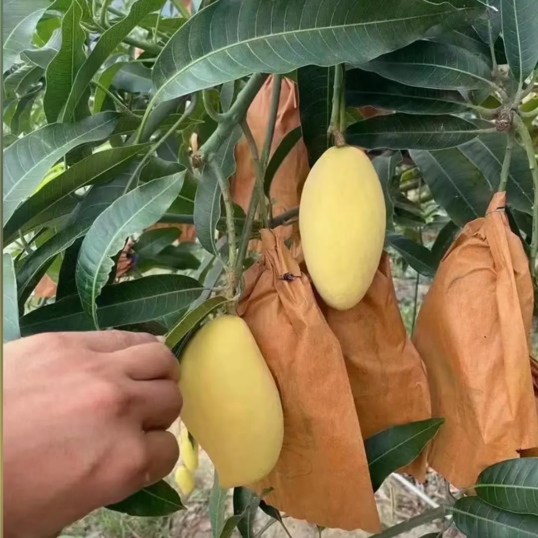 No CA, Sweet Carrie Mango Tree Plant, Big Live Mango Tree 2 to 3 Ft Tall in 3 Gallon Pot, Cold Hardy, Grafted Mango Tree Plant