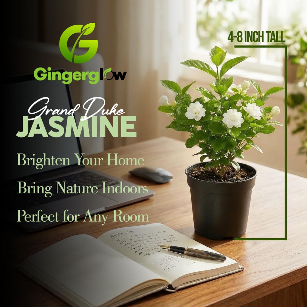 Grand Duke Jasmine Plant Live, Jasminum Sambac, 5–8 Inch Tall, Fragrant Arabian Jasmine, Well-Rooted Starter Plant, Indoor Outdoor Flowering Plant, Easy Care