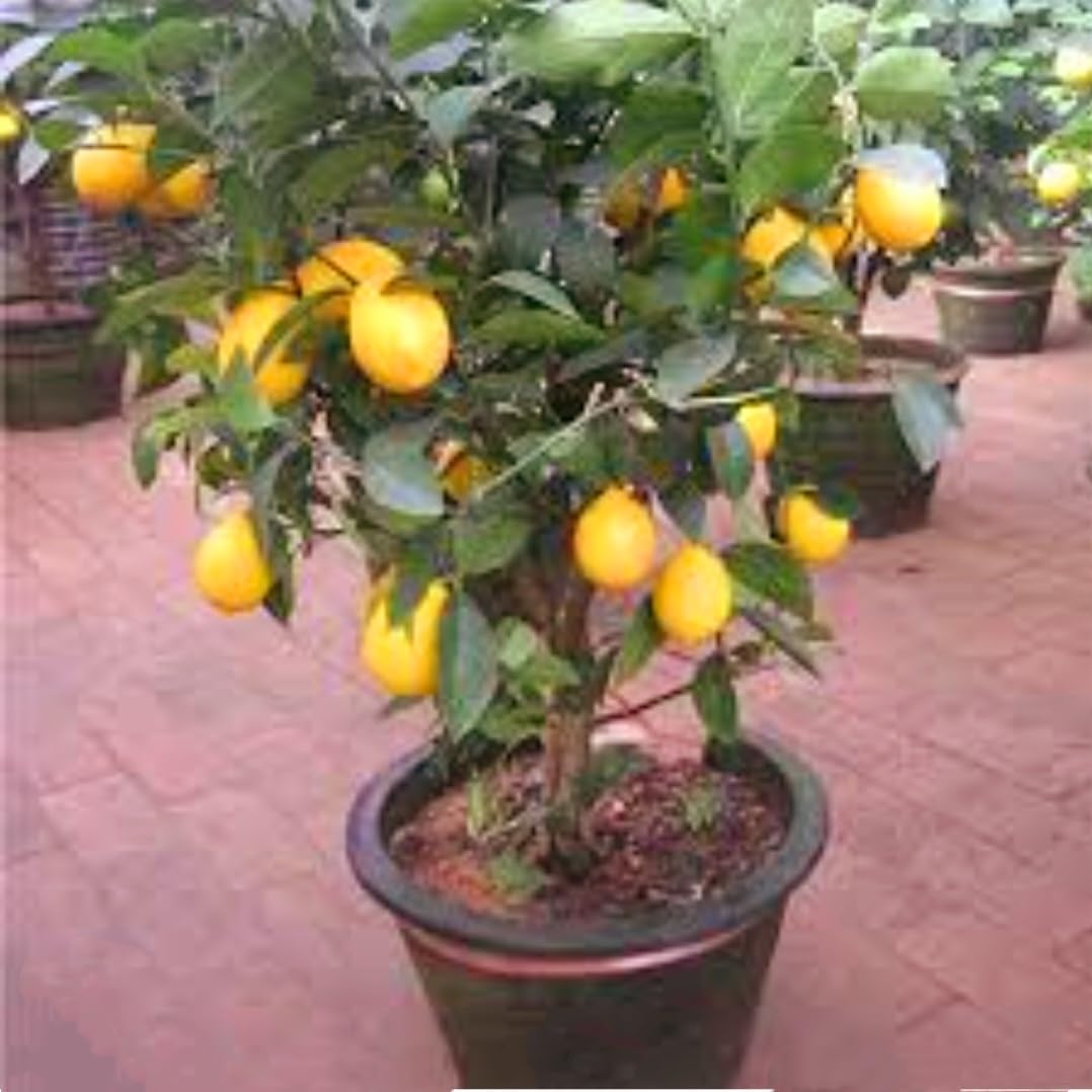 70 Seeds Lemon Trees Dwarf Lemon Bonsai. Perfume Lemon All-in-One Citrus Tree for Patio