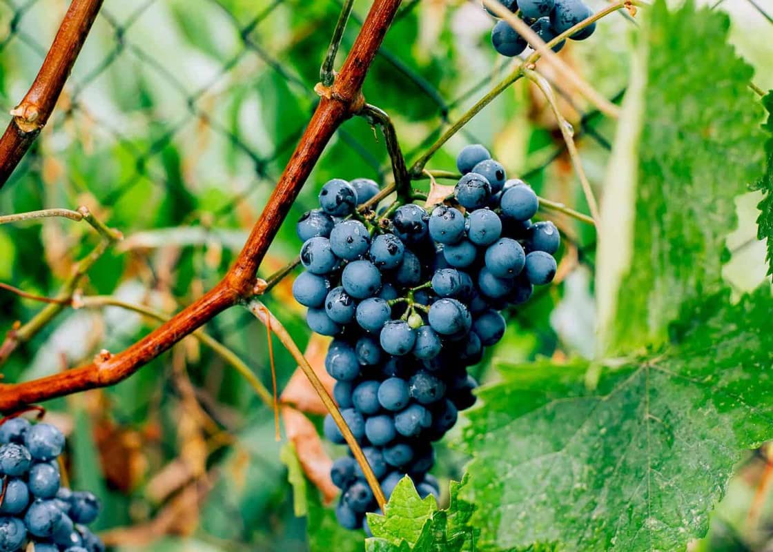 Yunaksea 1 Concord Grape Vine for Planting, Seedless Grape Plant Live 1 to 2 Yrs Old, Live Grape Fruits
