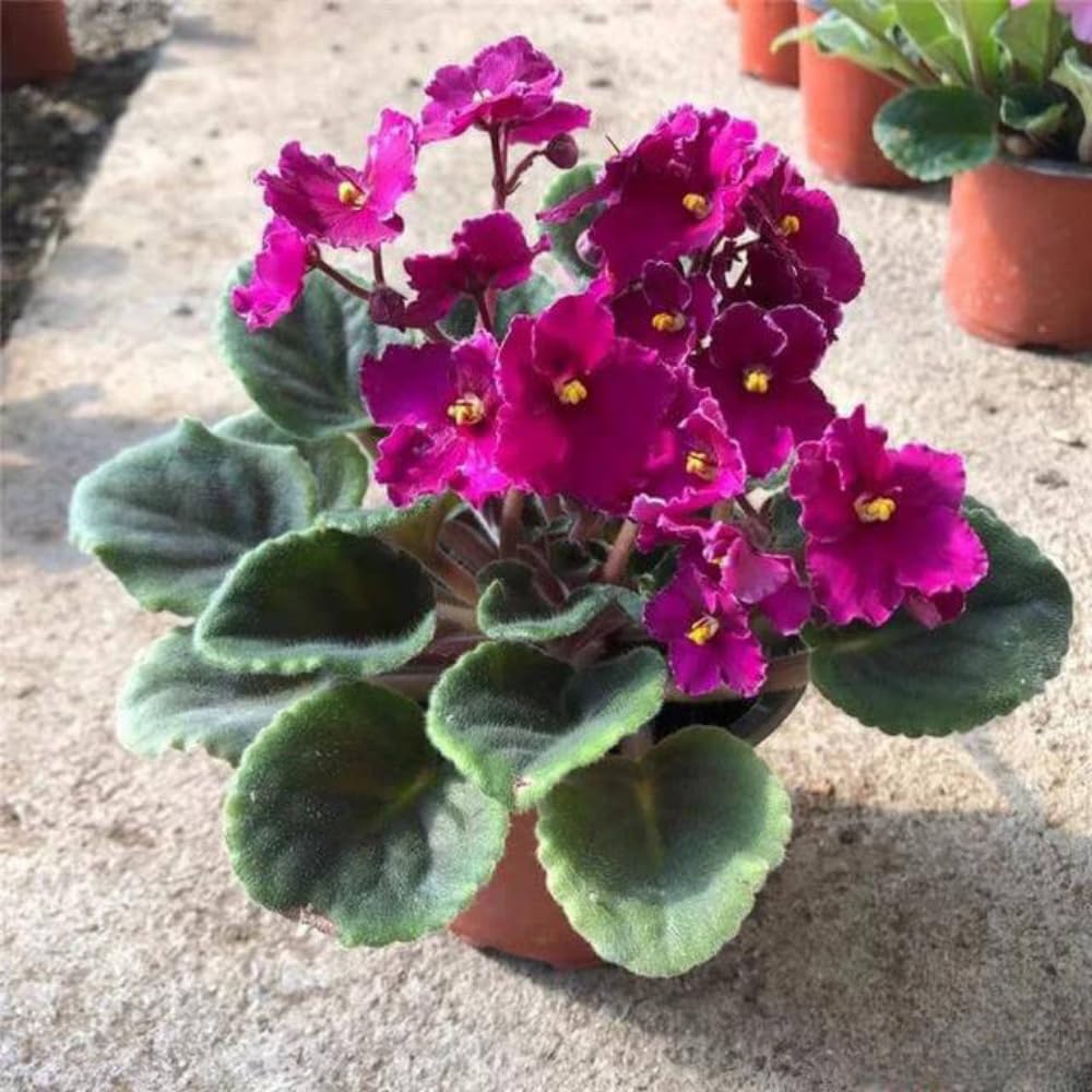 African Violet Plant, Pink African Violets Live Plants, 4 to 6 Inc Tall
