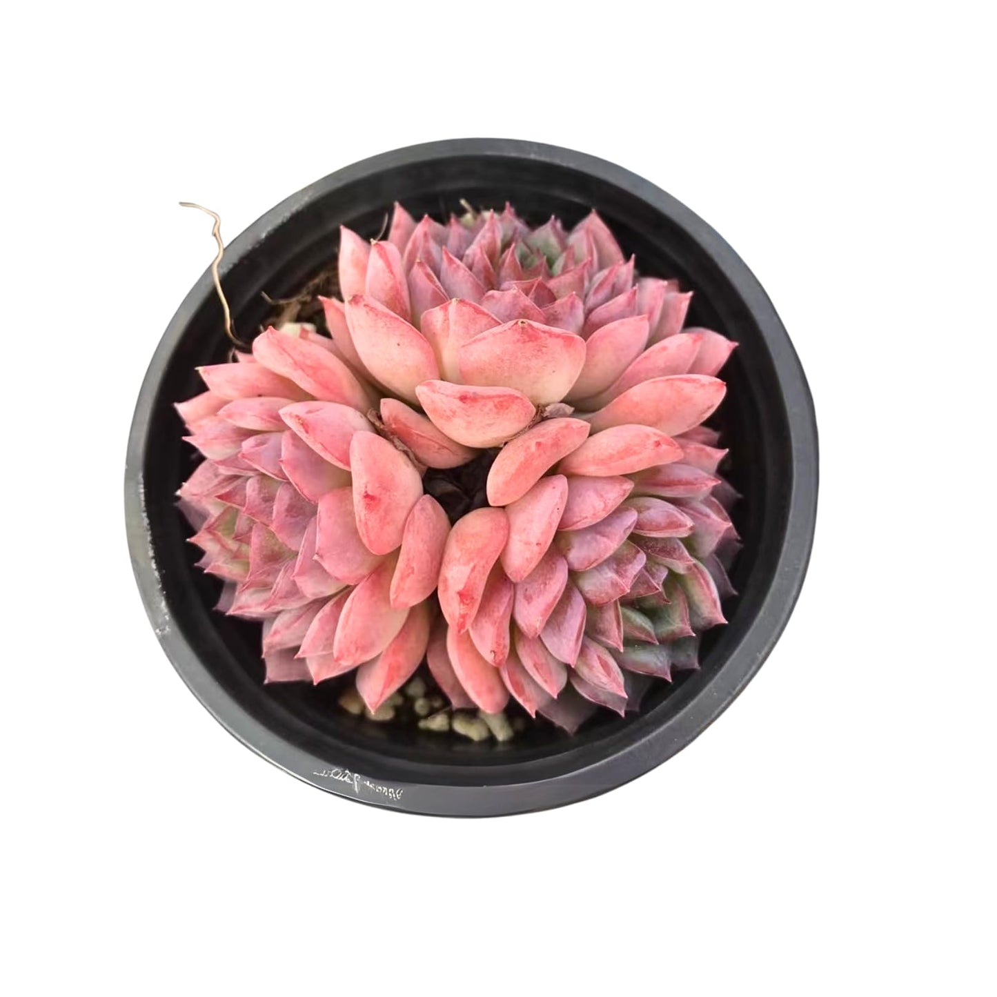 Echeveria Desert Rose - Cluster – Live Succulent – 2.5 Inch – Drought-Tolerant, Low Maintenance, Ideal for Indoor & Outdoor, Terrariums, Rock Gardens