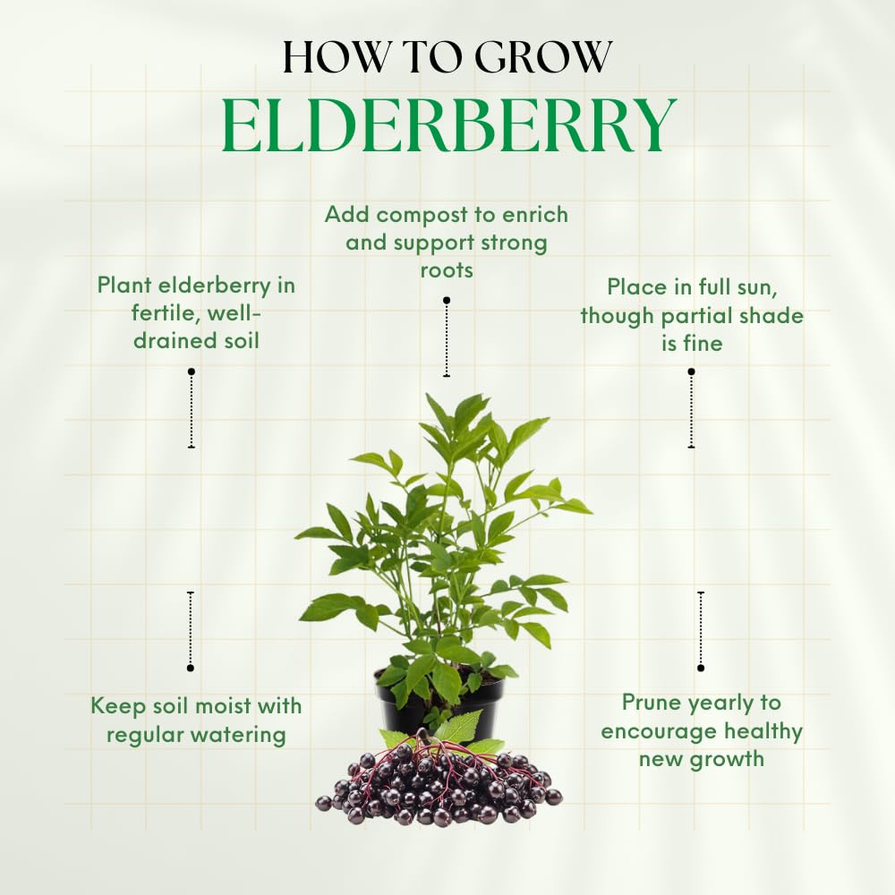 Elderberry Tree Live Plant, Hardy Elderberry Fruit-Bearing Shrub for Garden, 1 Year Old Black Elderberries in Quart Pot
