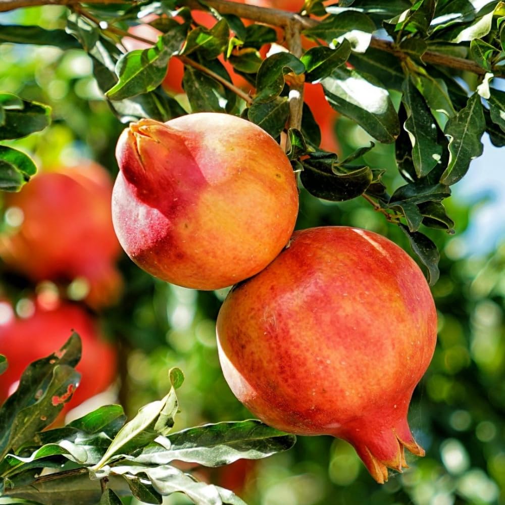 Pomegranate Plant Live, 20-24 Inches Tall Tree in Gallon Pot, Farfianka Pomegranate Fruit Plant, Sweet, Juicy Red Pomegranates, Hardy, Fast-Growing Ornamental Fruit Tree, No Ship to CA,HI,AK