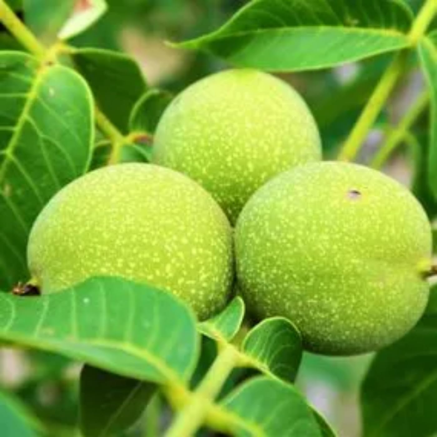 Black Walnut Tree Live Plant 1 Year Old Well-Rooted in 4" Pot, 6-12" Tall, White Walnut Butternut Like, Walnuts Trees for Spring Planting, Cold Hardy, Dormant