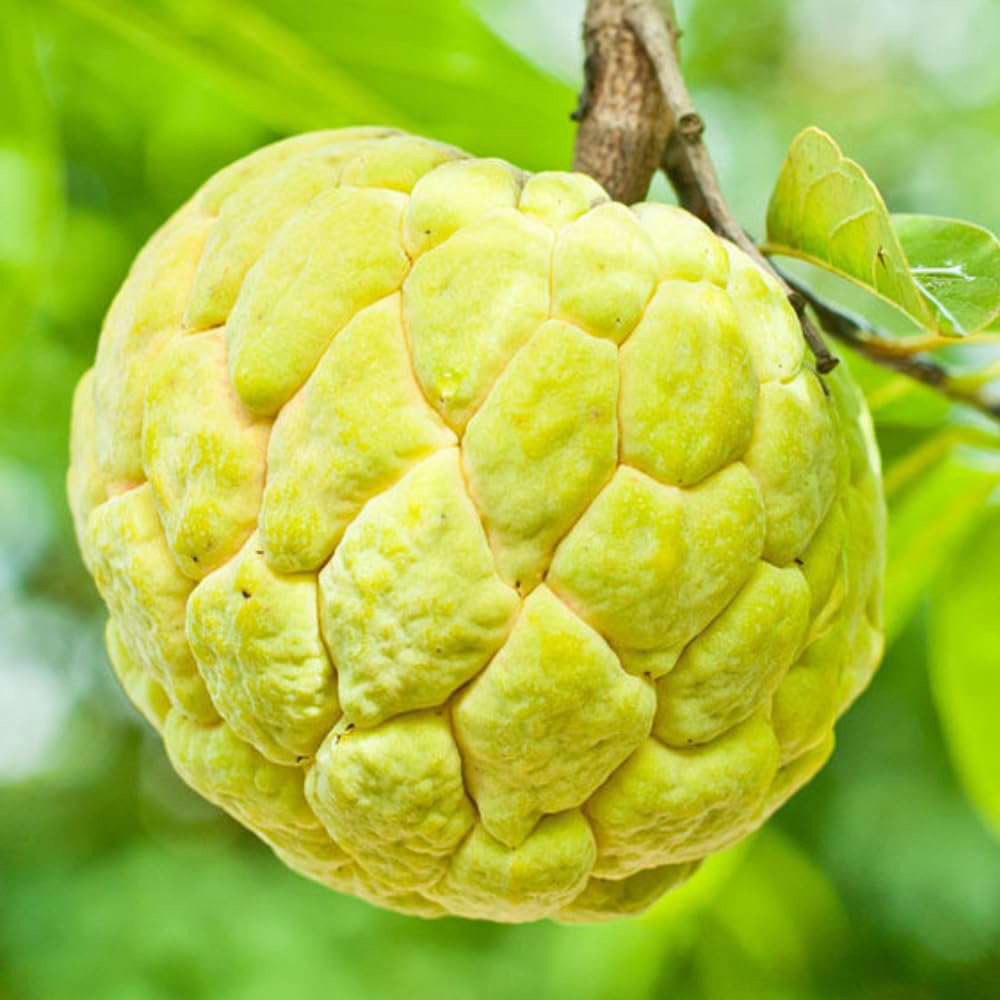 Yellow Sugar Apple Plant Live for Planting 2-3 Feet Tall, 3 Gallon Pot, Annona Squamosa Custard Sugar Apple Tree Live Plant, No Ship to CA