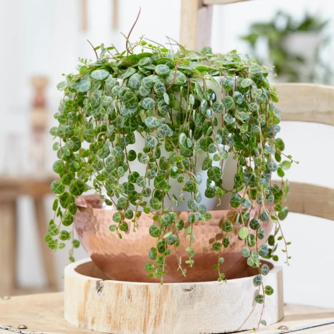 String of Turtles Live Plants, Easy Indoor Trailing Succulent in 2.5" Pot, Hanging Succulent Houseplant Indoor Outdoor Planting