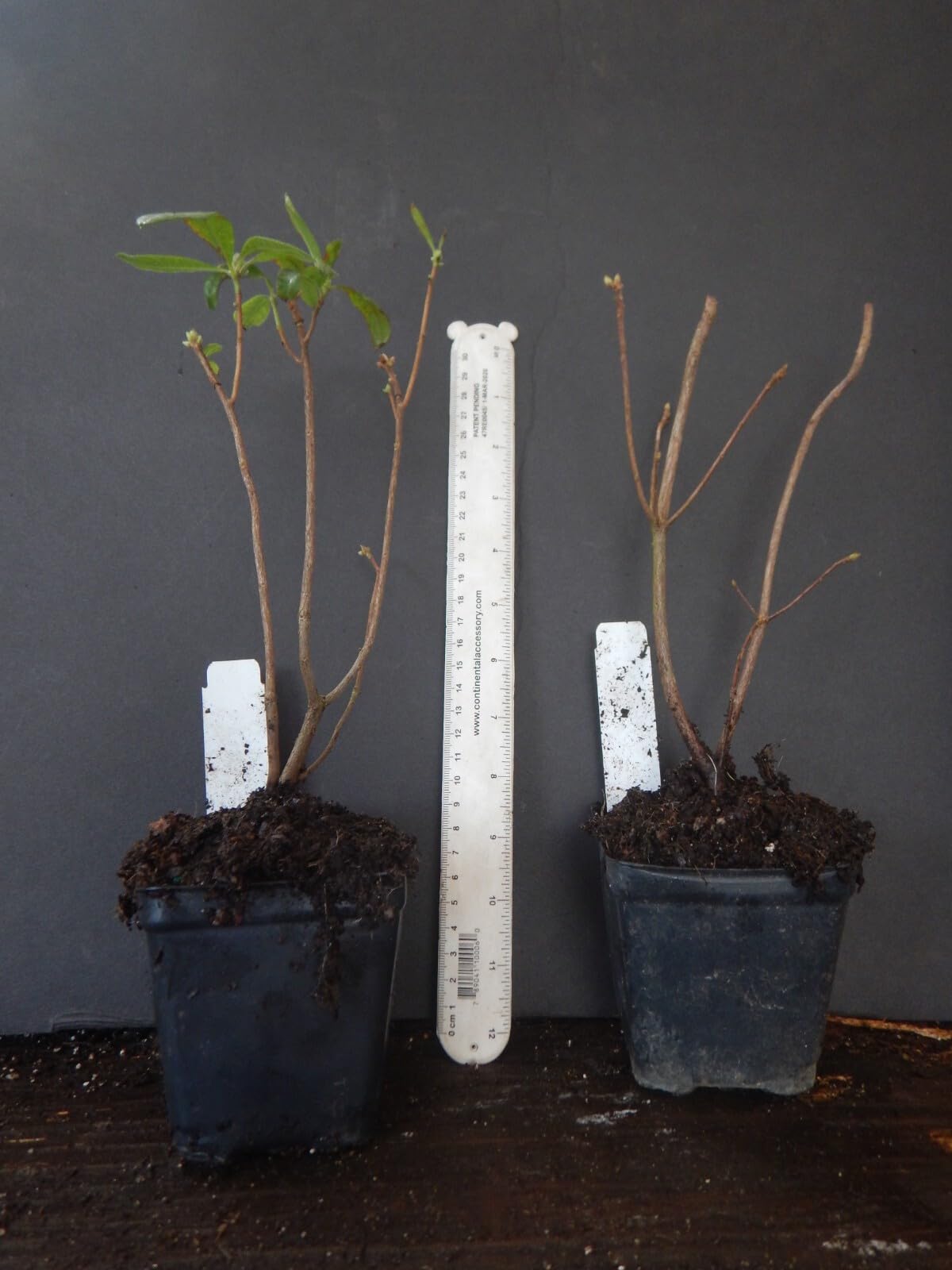 Live Plant - Lemon LIGHTSAromi Azalea Rhododendron HybridSTARTER Plant