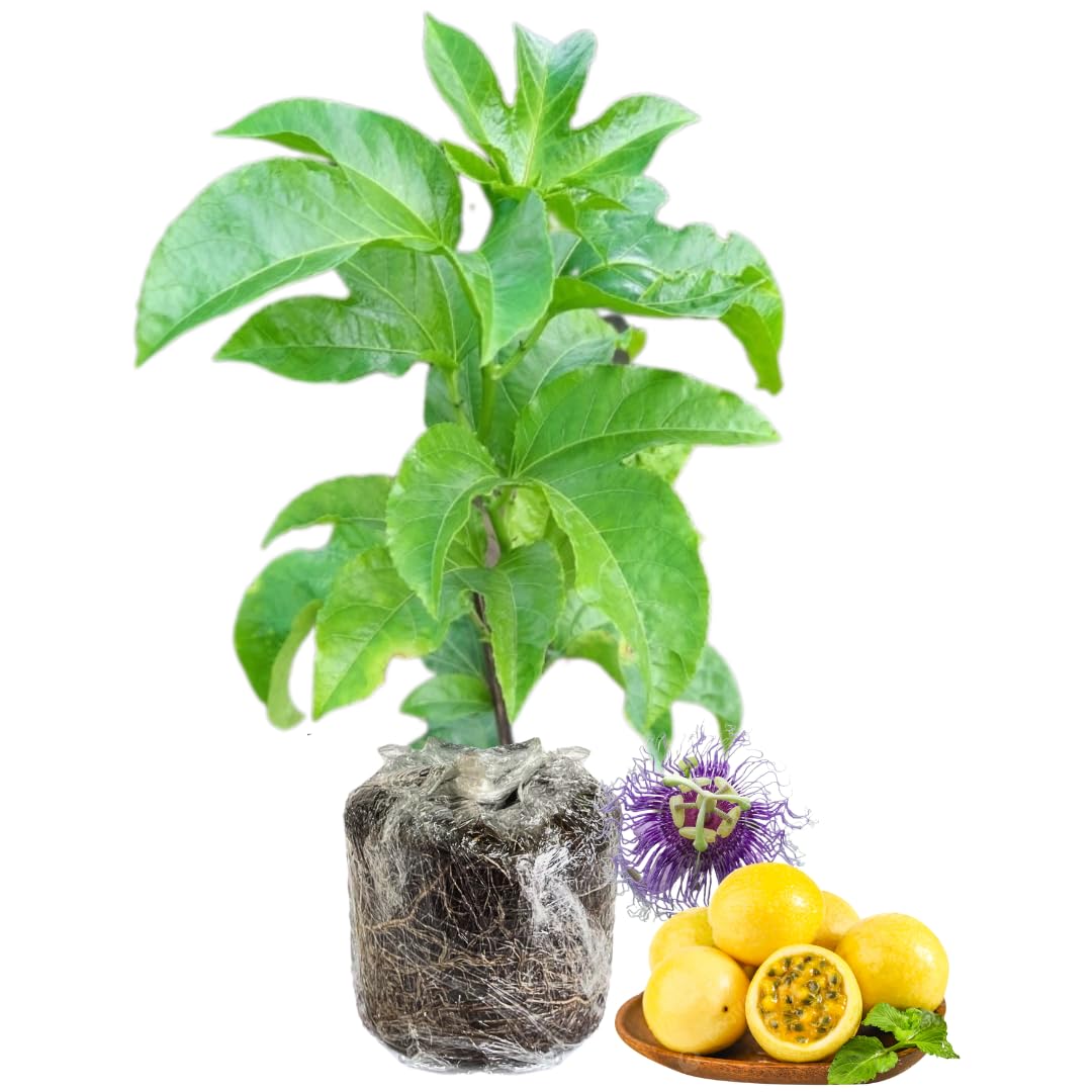 2 Passion Fruit Plant, Passion Fruit Tree, Purple Passion Fruit - Yellow
