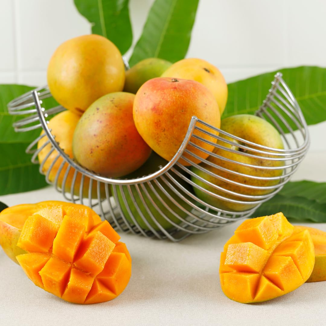 Large Yellow Mango Tree Live Plant, 8 to 14 Inches Tall in Pot, Ready to Bear Fruit in 1-2 Years, Large Sweet Mango Tree for Planting