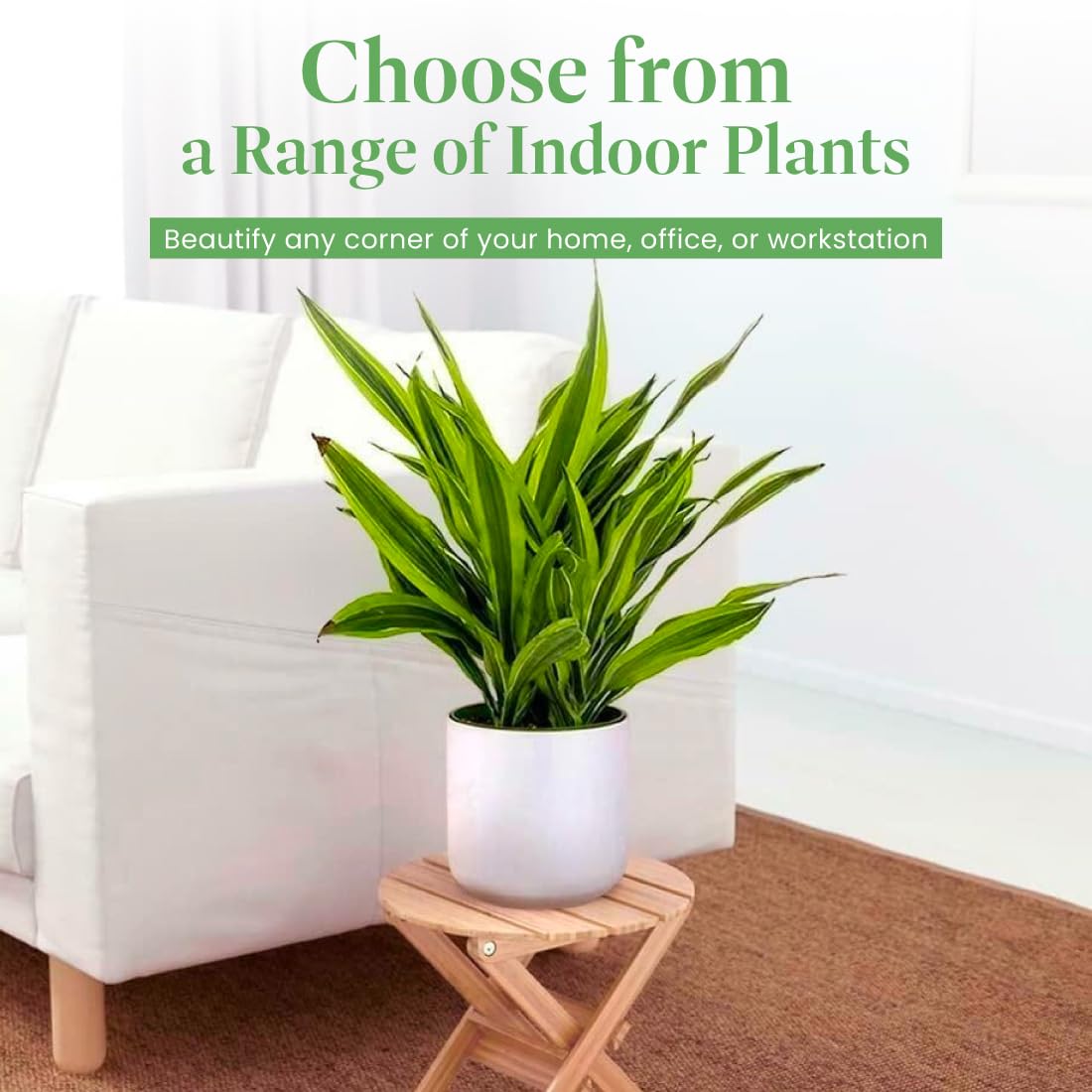 American Plant Exchange Dracaena Lemon Lime – 3-Gallon with Pot – Live Indoor/Outdoor Air Purifying Plant, Vibrant Green Foliage for Home, Office, or Patio Decor