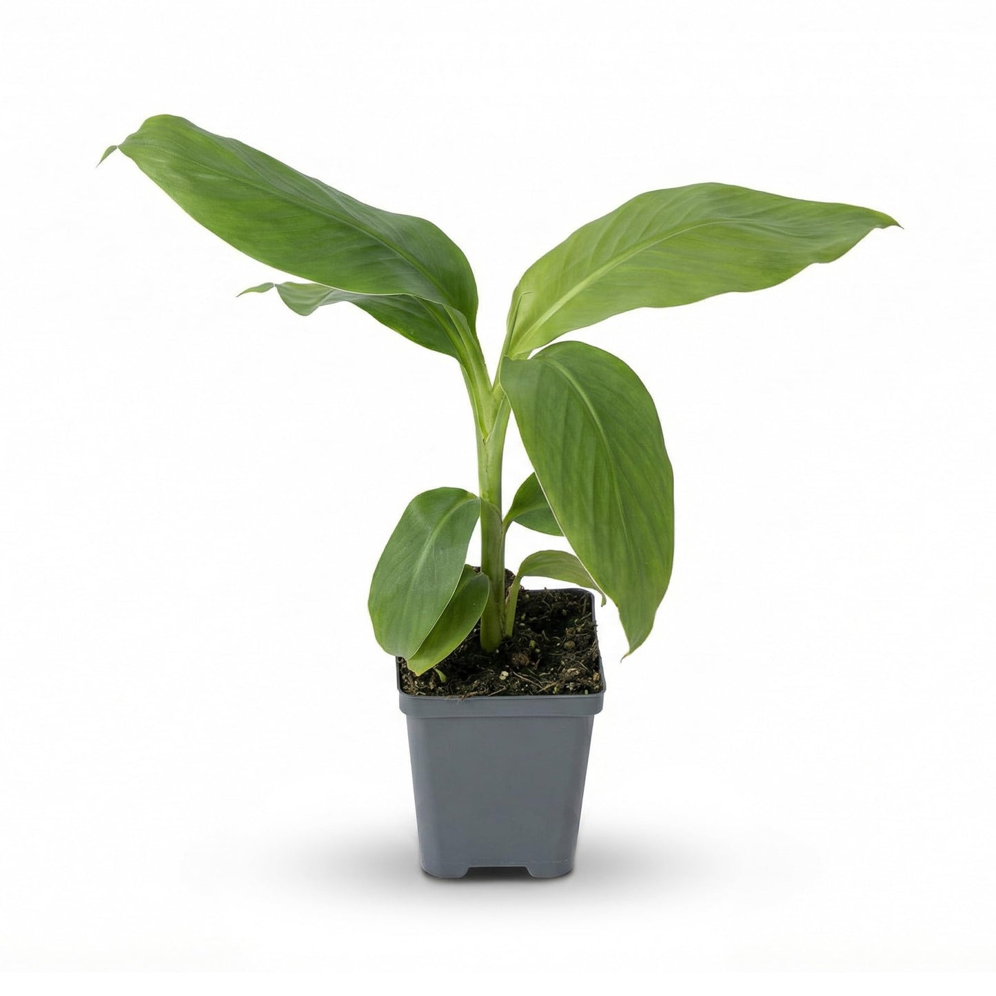 Live Hardy Banana Plant (Musa Basjoo) – Cold Hardy Tropical Perennial, Grows 6–10 Ft Tall, Fast Growing Outdoor Accent, Ships 15” Tall in 1.5 Qt Pot