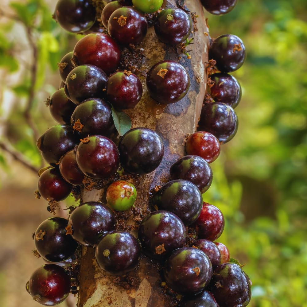 Black Jaboticaba Tree Live Plant, 1 Feet Tall, Brazilian Jabuticaba Grapetree for Gardening Outdoor Indoor