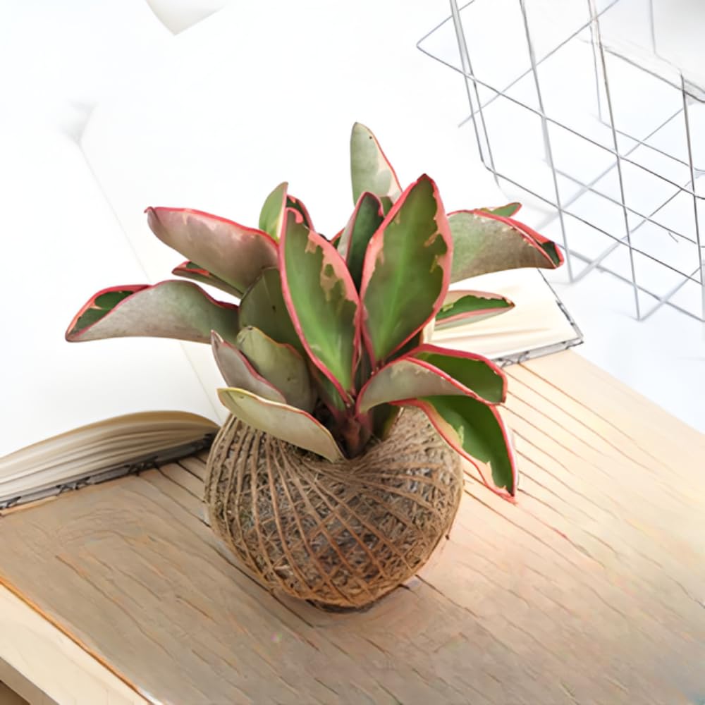 Peperomia Rainbow Plant Live, Variegated Foliage Indoor Houseplant, 4-7 Inches in Height, 3.5 Inch Pot for Planting