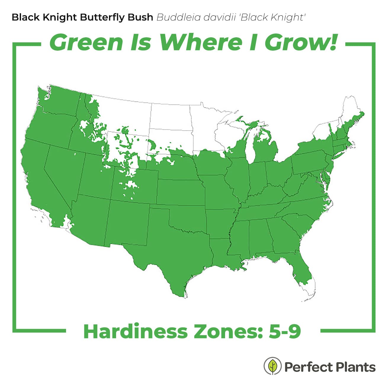 Perfect Plants Black Knight Butterfly Shrub 1 Gallon | Live Bush for Outdoor Planting | Attracting Pollinators Like Butterflies, Bees, and Hummingbirds | Beautiful Dark Purple Flowers in Summer