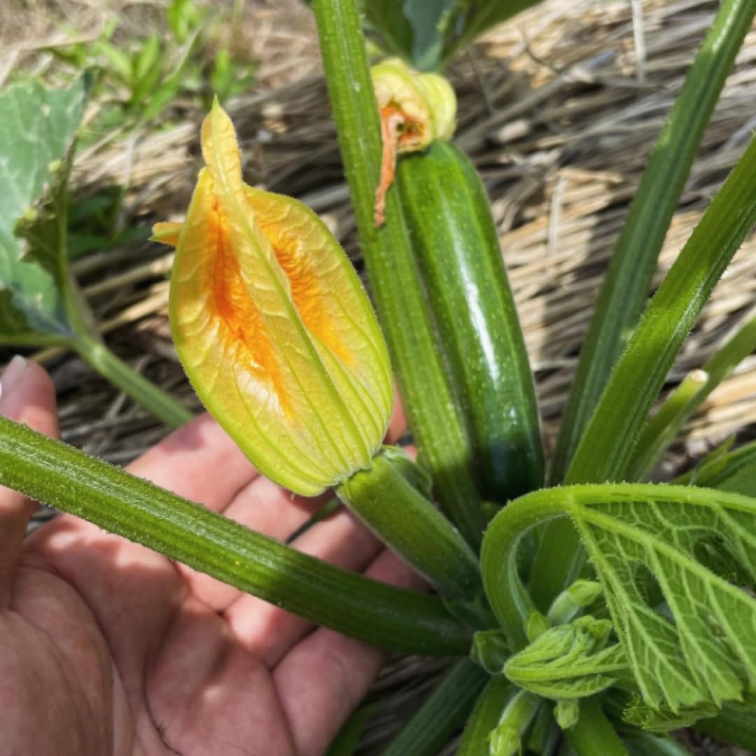 2 Green Squash Zucchini Plants Seedlings, 4 Inches Pot, Squash Plants Live, Live Zucchini Plants