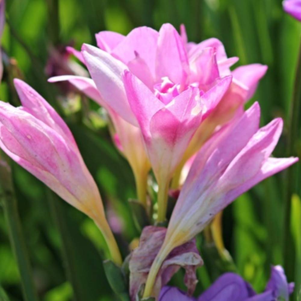 Amazing Deal - 30 Freesia Mixed Perennial Flower Bulbs - Vibrant, Variety Colorful, Fragrant Flower Perfect for Gardens - Easy to Grow - Attracts Butterflies, Bees & Hummingbirds