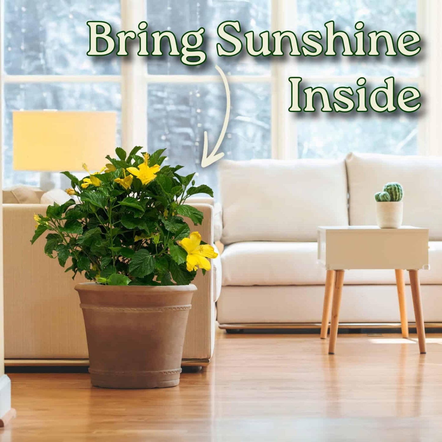 Hibiscus Live Plant - Yellow Hibiscus Bush - Flowering Plants - Yellow Ft. Myers - Overall Height 26" to 28" - (Plant Only)