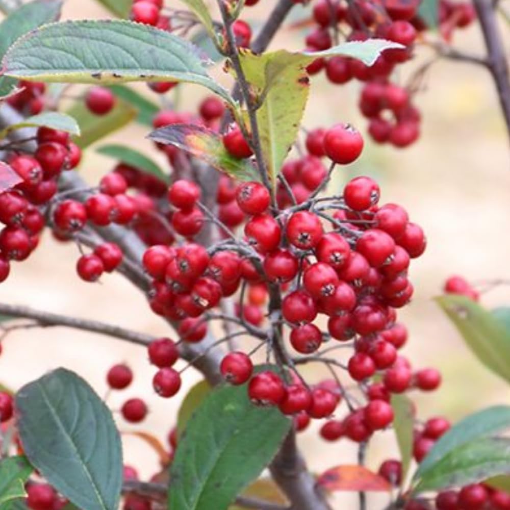 Red Chokeberry Live Plant, 4-7 Inch Tall Potted Aronia Shrub, Hardy Berry Plant for Garden, Landscape, and Container Growing