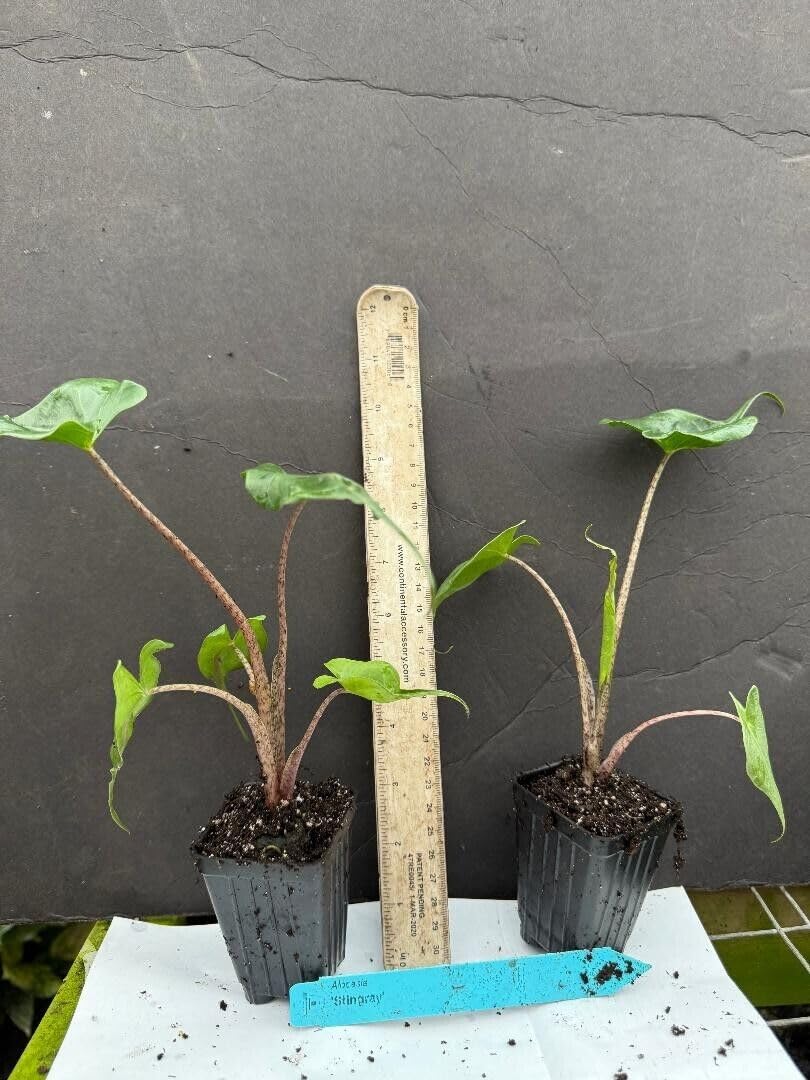Live Plant - Stingray Alocasia Elephant Ear Small Well Rooted Starter Plant