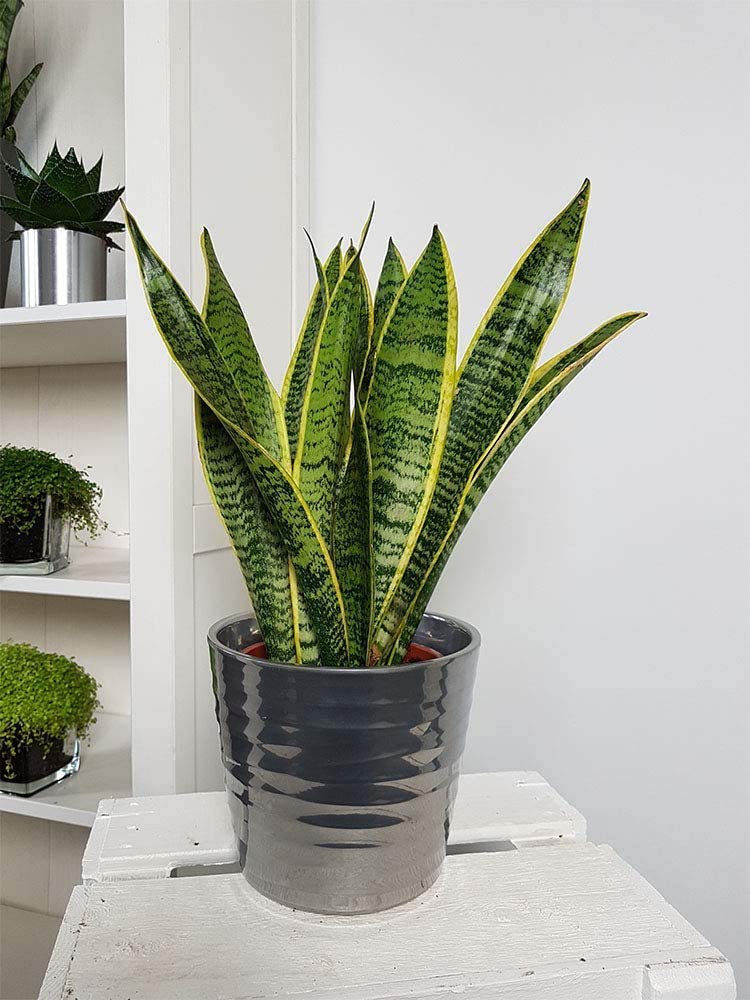 American Plant Exchange Snake Plant – Medium 5-Inch Pot Yellow Sansevieria Trifasciata, Drought-Tolerant, Air-Purifying Live Houseplant for Home, Office, or Outdoor Patio Garden Décor