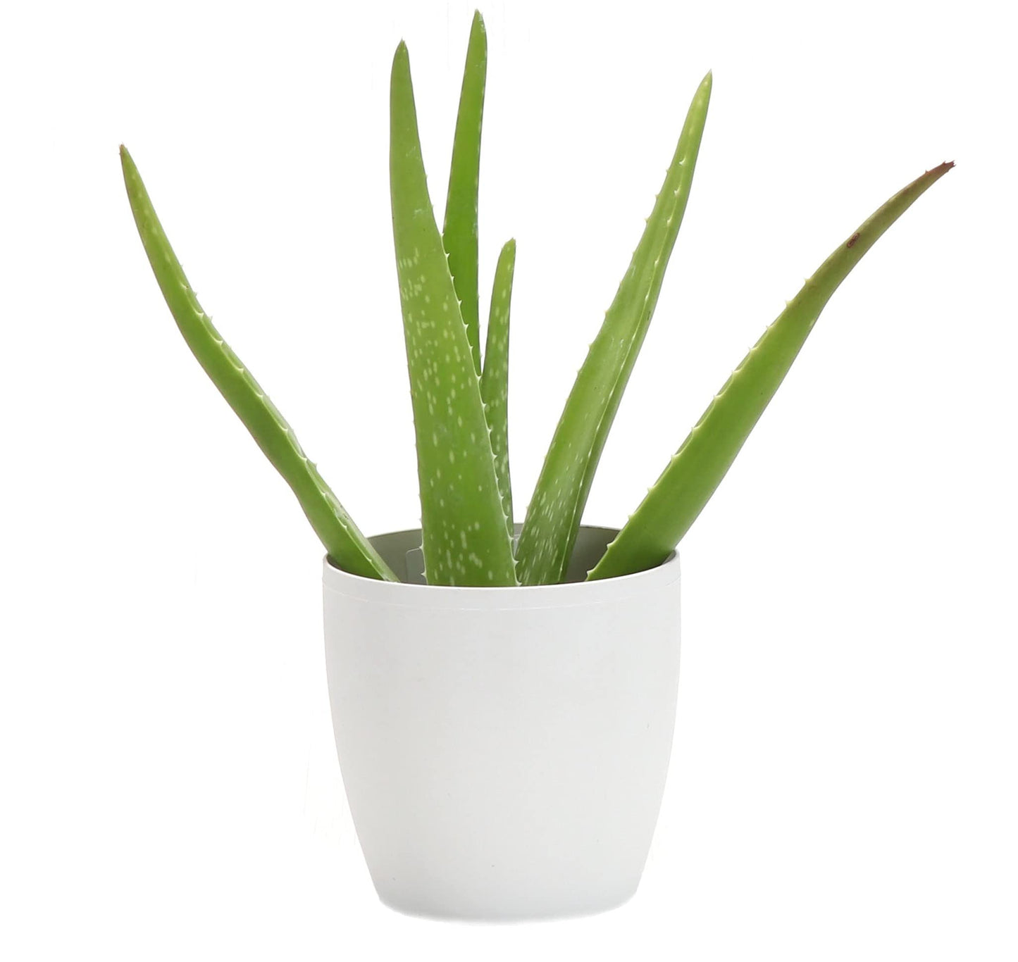 Thorsen's Greenhouse Aloe Vera, Live Indoor Plant, Aloe barbadensis, Easy to Grow, Succulent, Natural Air Purifier, 4" Diameter Pot (White)
