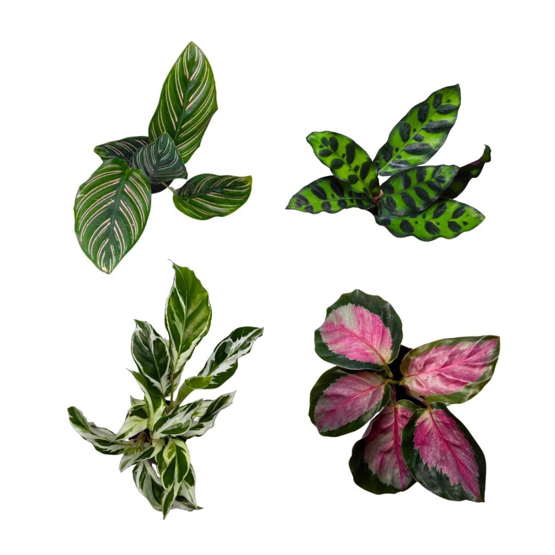 CoollectivePlants 2" Calathea Live Plant Collection (4-Pack) – Assorted Indoor House Plants in Grower Pots, Easy Care Tropical Houseplants, Pet Friendly Indoor Plants for Home or Office