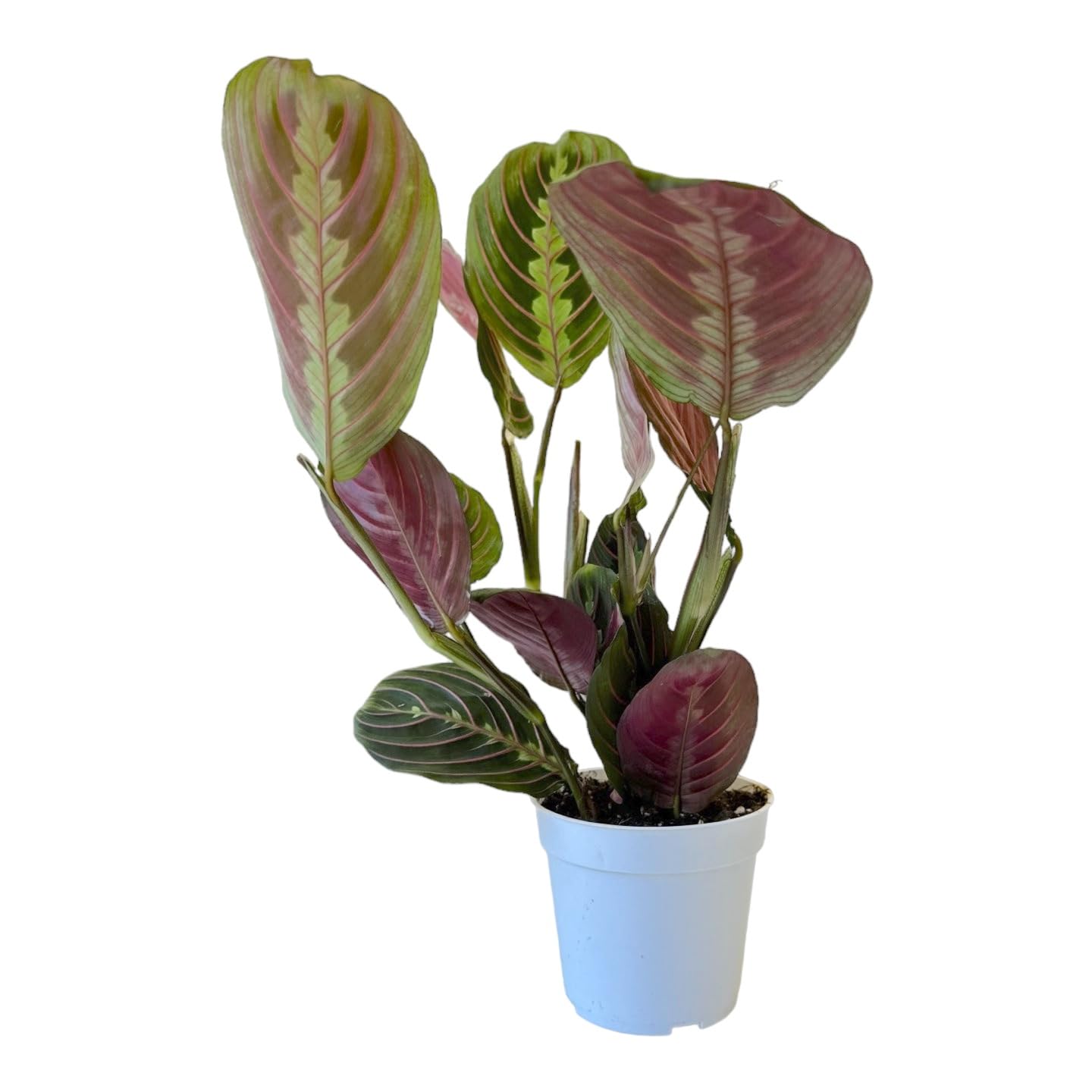 Hopewind Plants Shop, Red Prayer Plant, Red Maranta, Gorgeous Live Indoor Plant, Easy to Care and Rare Variety 4 inch Pot