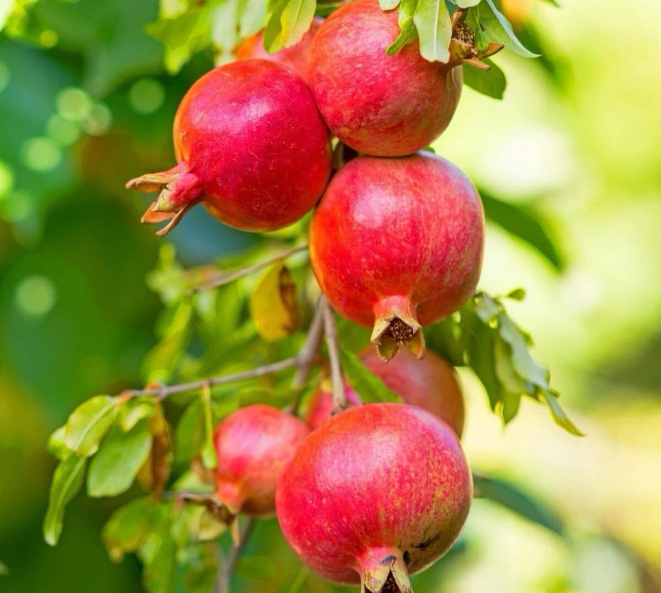 Pomegranate (Punica granatum) (Granada) Tropical Live Fruit Tree (10”to24”) Plant