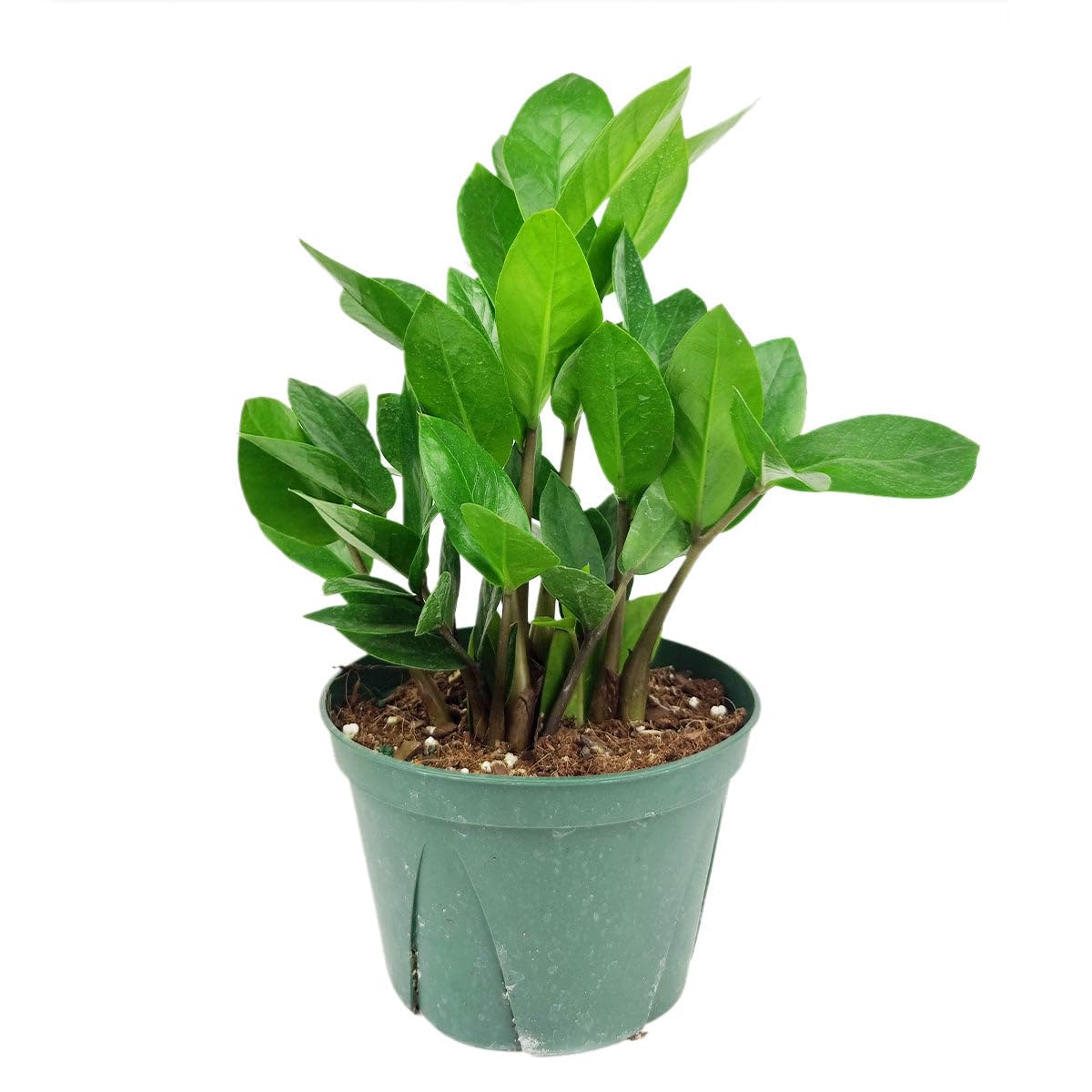 ZZ Plant (6 inch) - Lucky Houseplants - 4/6 inch Unique Live Decorative Houseplants - Easy to Care Indoor Plants, Perfect for Office, Home & Feng Shui Decor