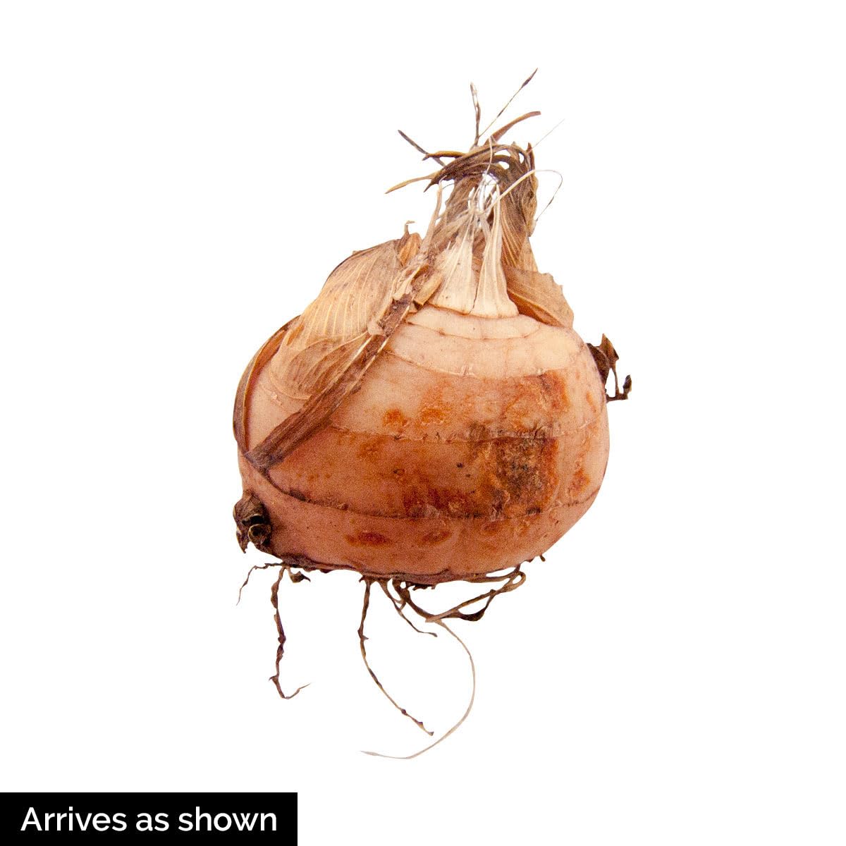 BRECK'S - Summer Flowering Fire King Crososmia Bulbs - Each Offer Includes 12 Dormant Bulbs per Offer