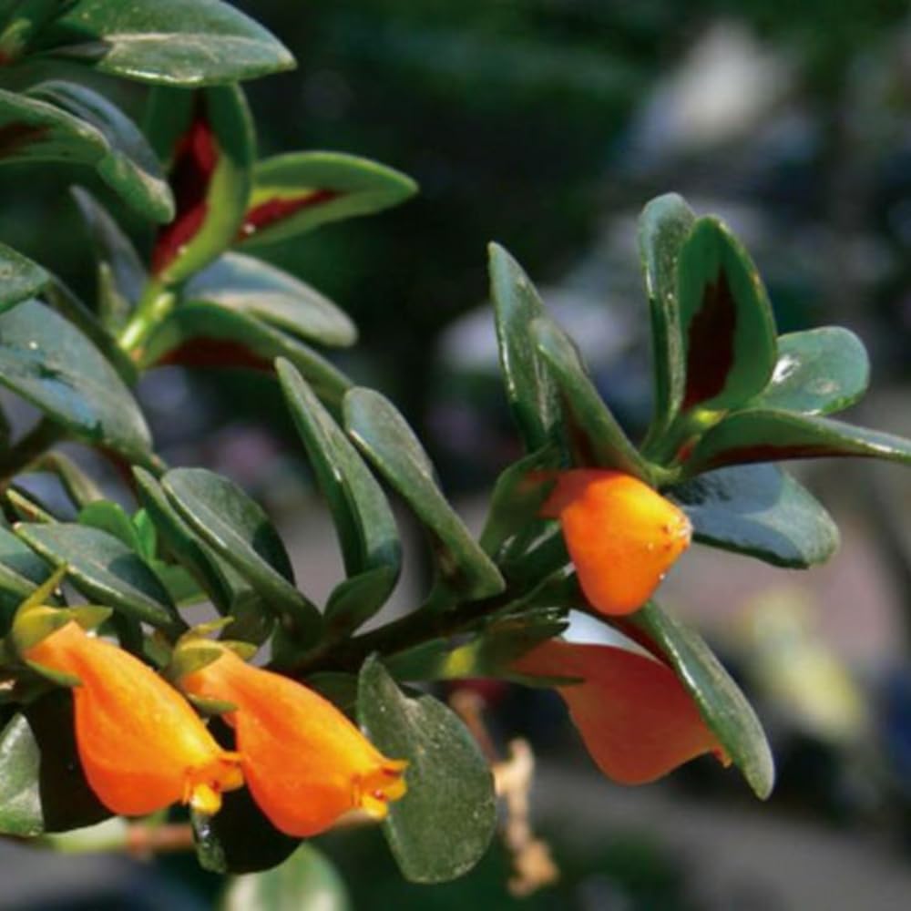 Trailing Goldfish Plant Live Potted 4 Inc, Tropical Goldfish Plant for Hanging Basket, Houseplant Indoor Live Plant