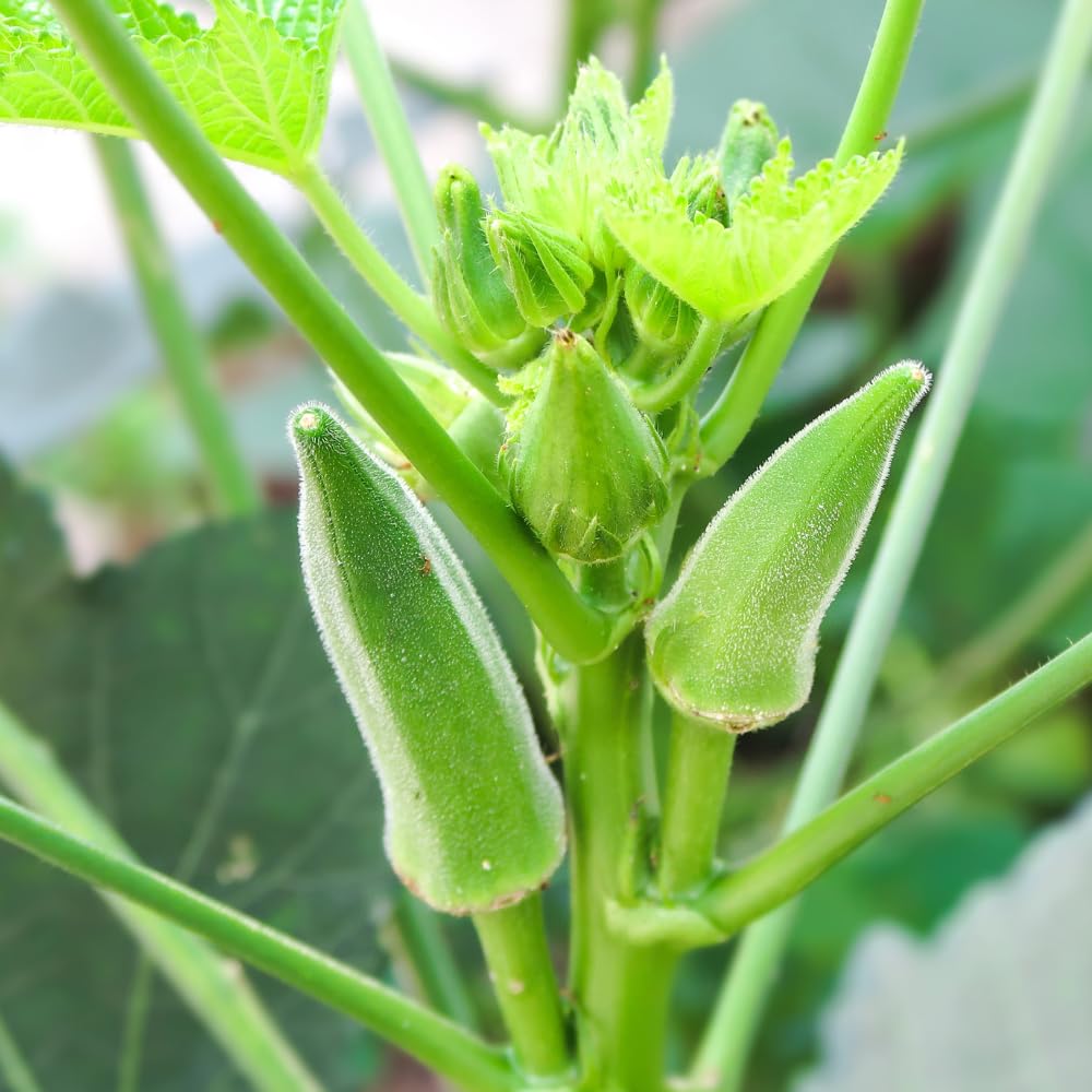 Set 2 Live Green Okra Plants, 4 to 6 Inches Tall, 4 Inches Pot, Okra Vegetable Plants Live Potted for Planting Outdoor