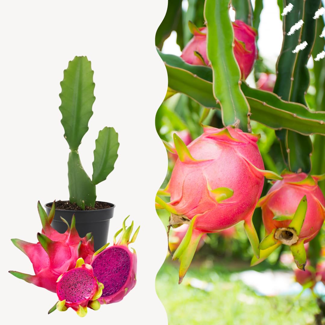 Live Red Dragon Fruit Plant, Tropical Dragon Fruit Vine Plant, 10-12 Inch Tall for Outdoor Planting