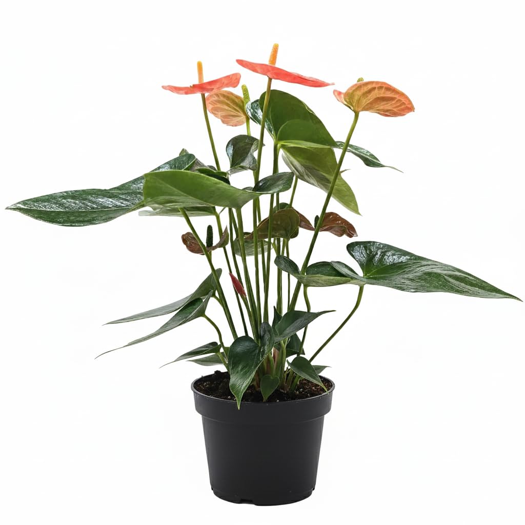 Live Indoor Flowering Houseplants, Anthurium 'Orange' in 6" Grower Pot, Easy Care Houseplants, Live Plants for Home and Office Decor
